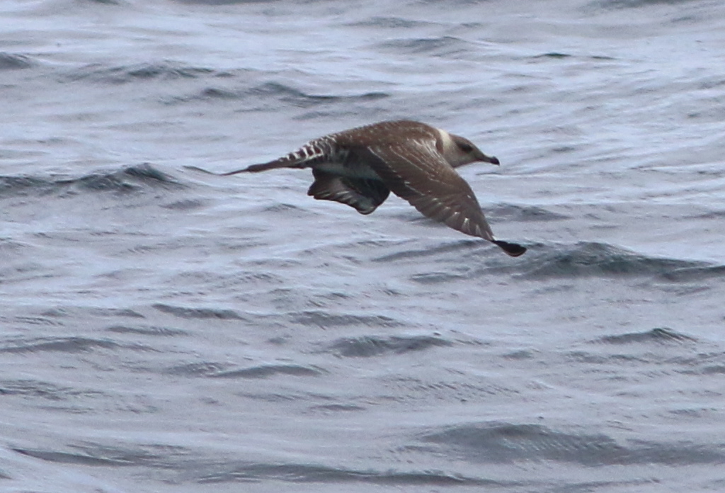 Parasitic Jaeger