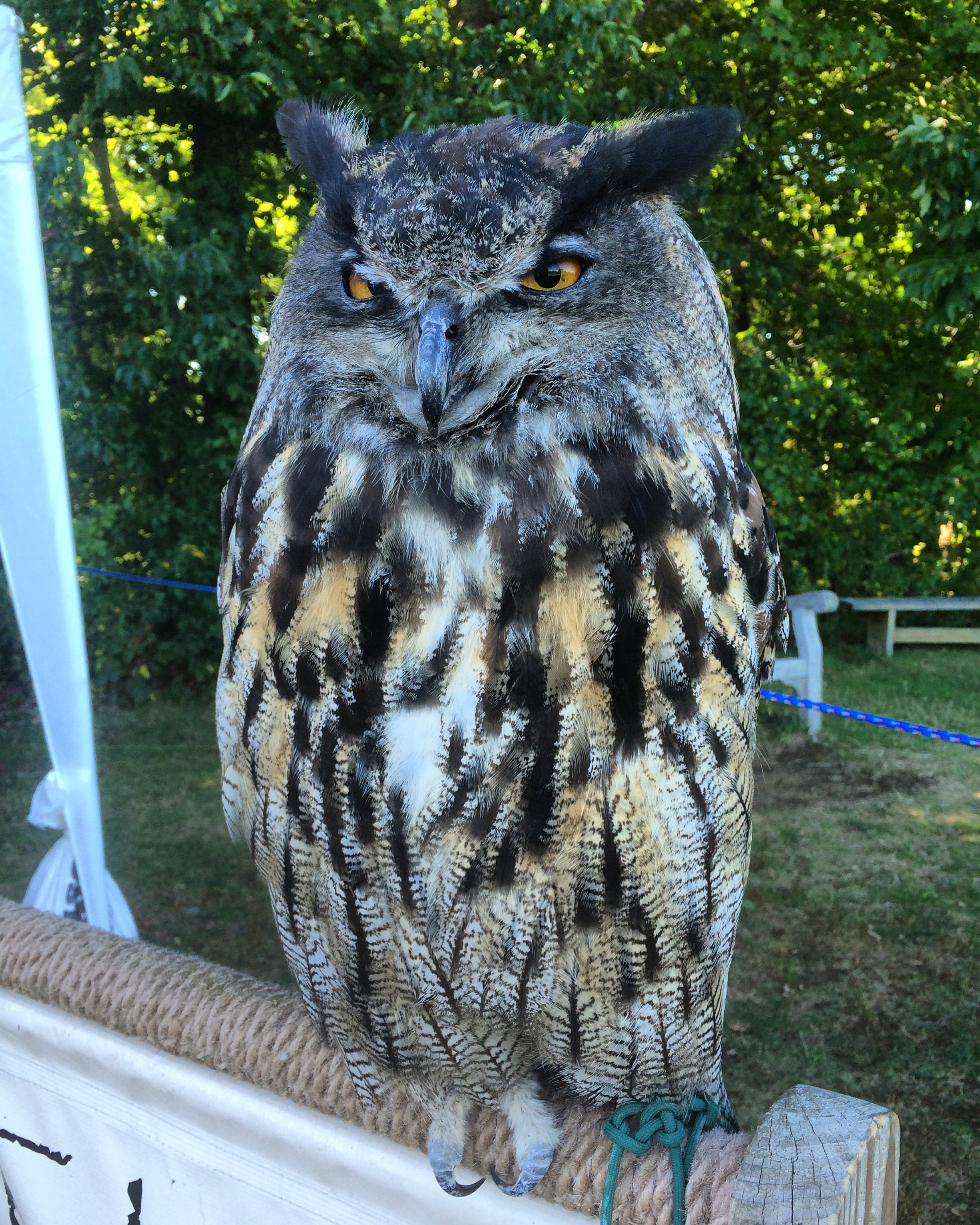 Eurasian Eagle Owl