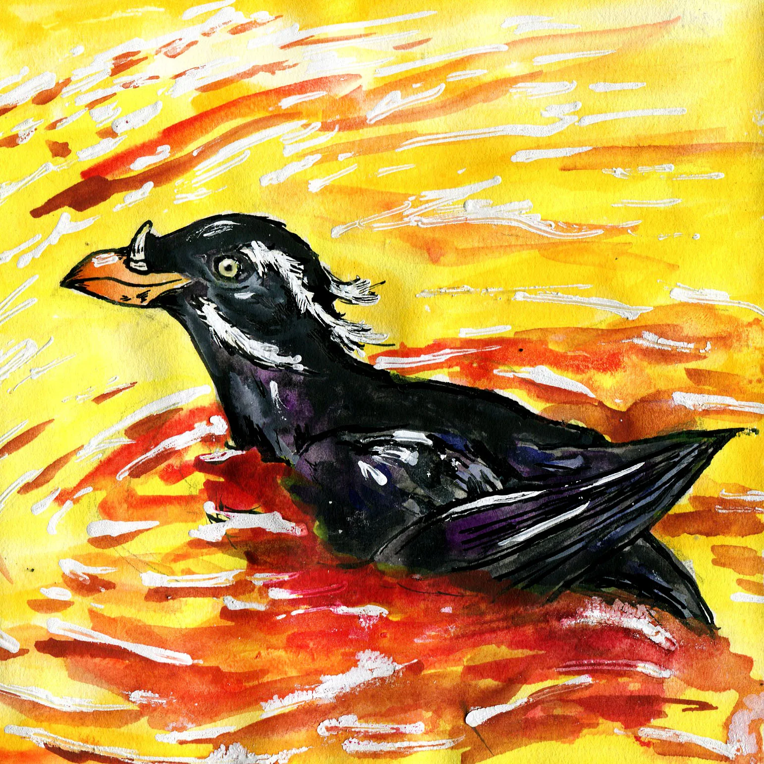 380. Rhinoceros Auklet