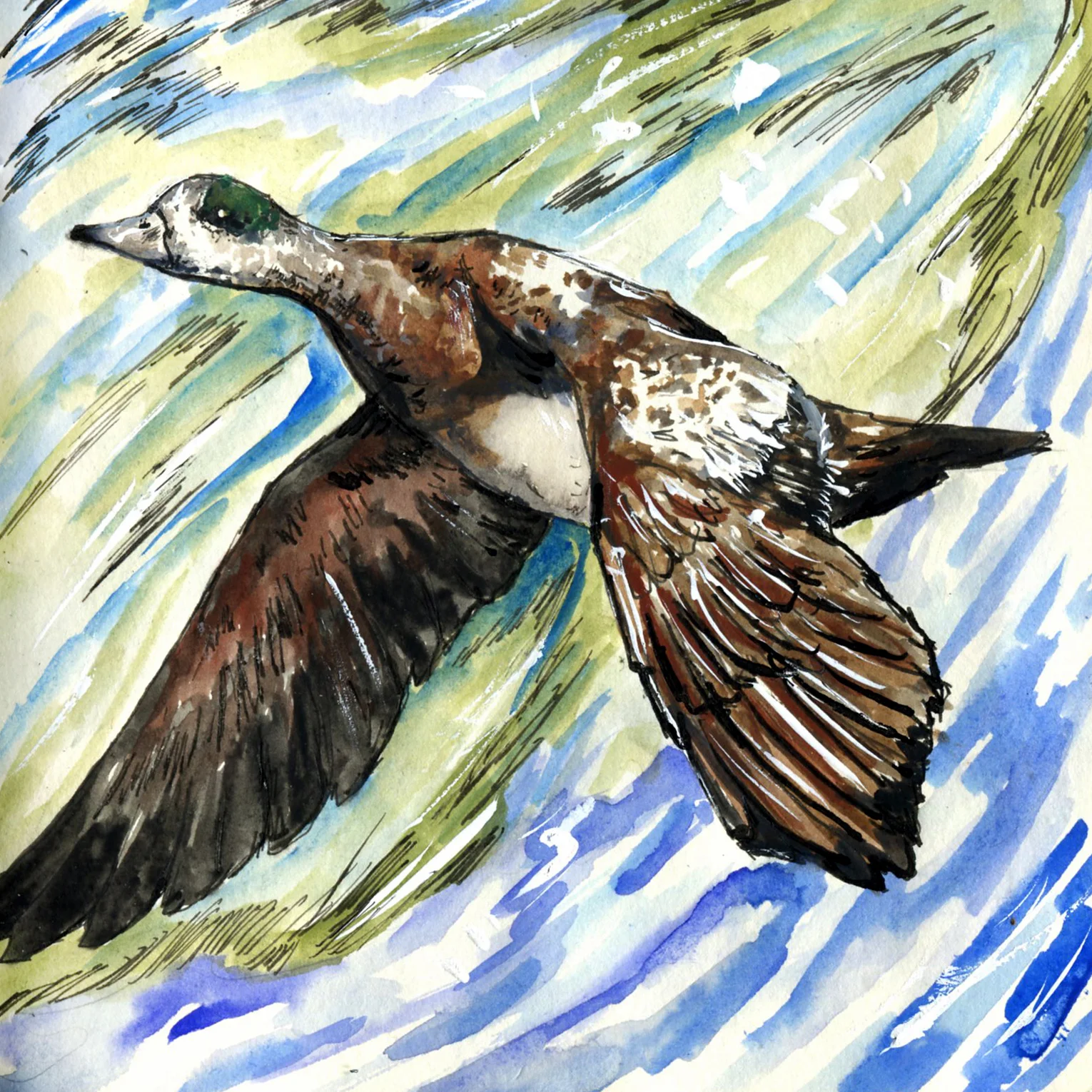 128. American Wigeon