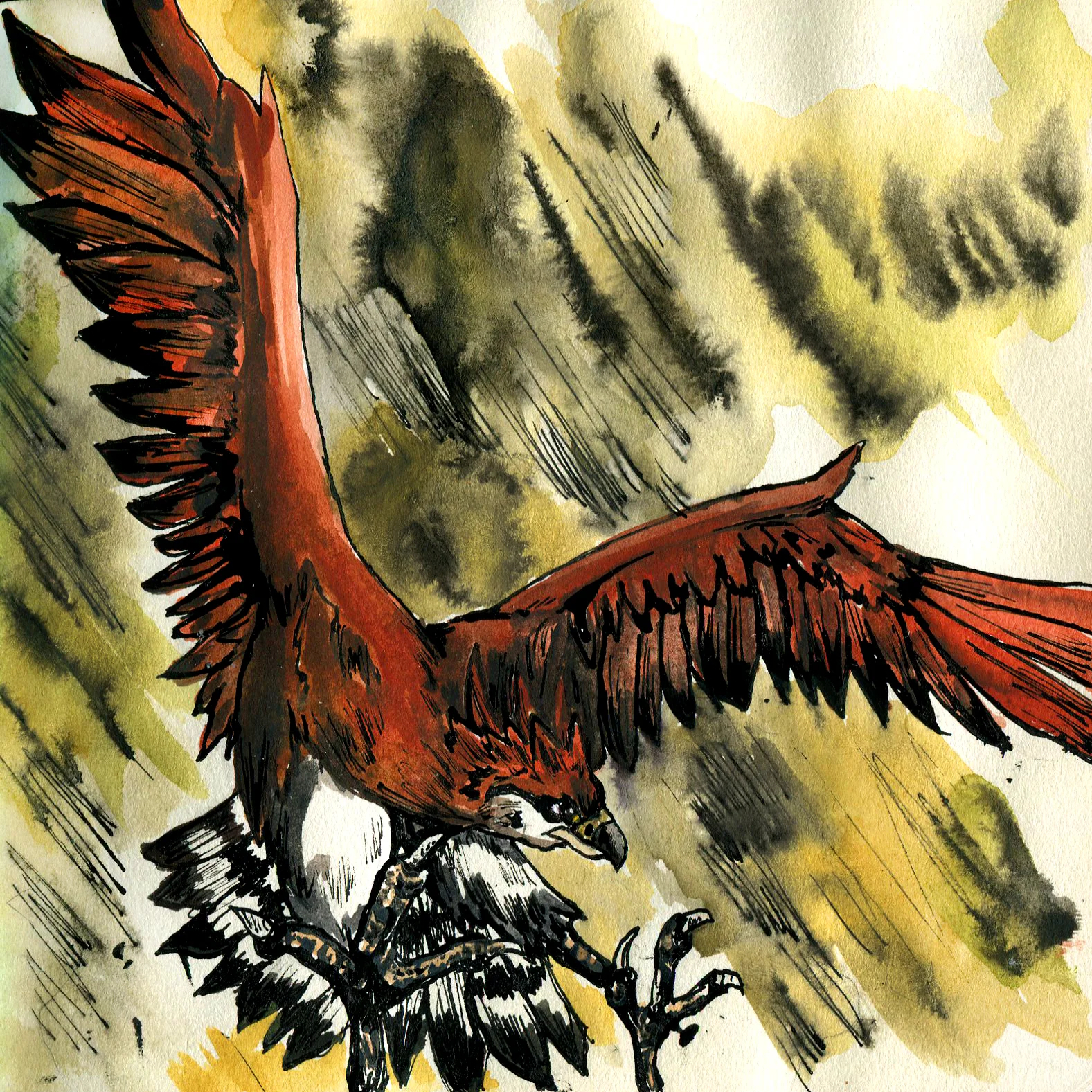 14E. Haast's Eagle