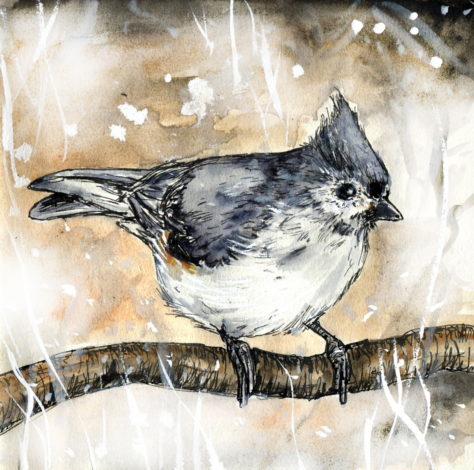 Chickadees and Titmice