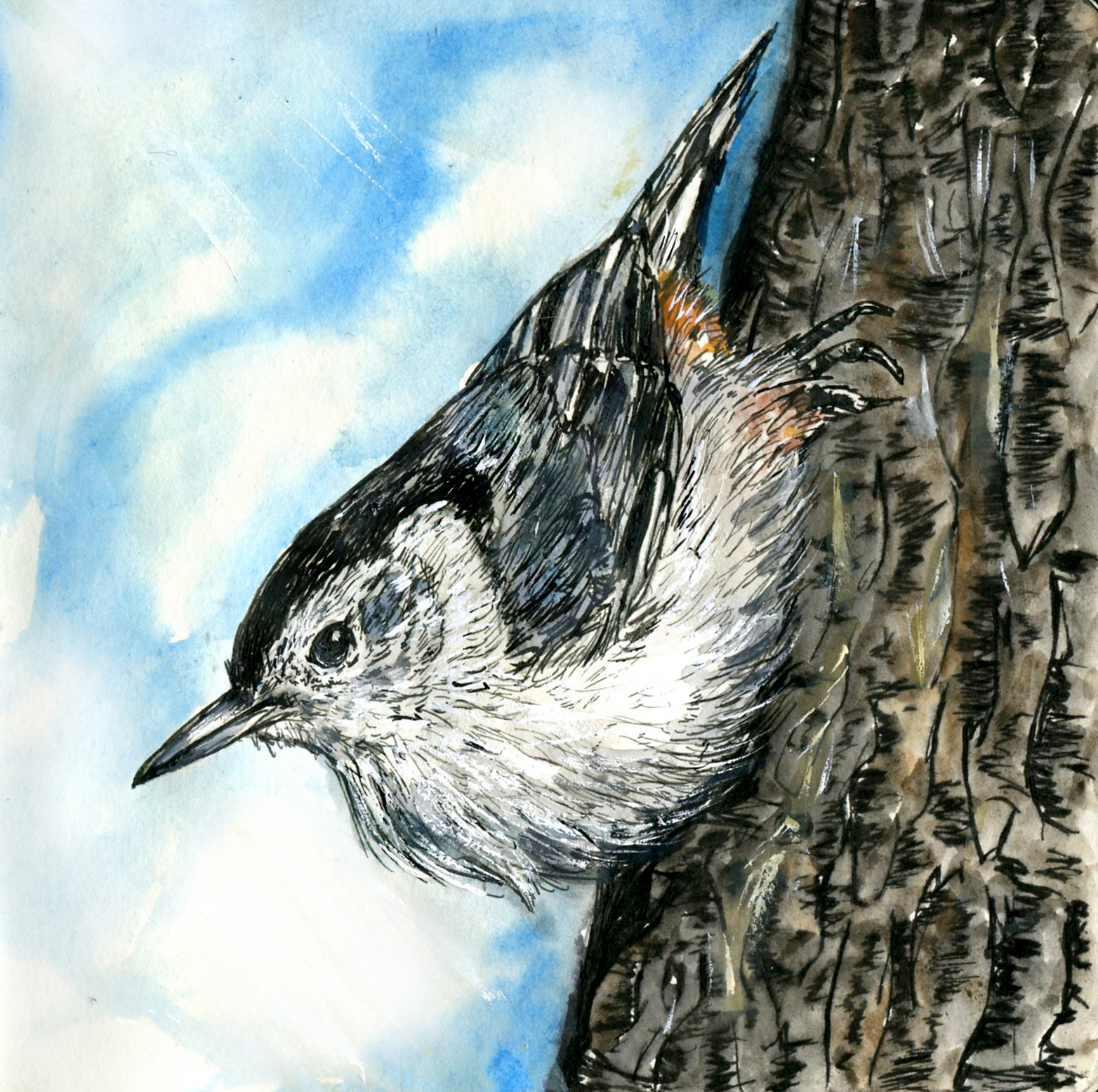 Nuthatches and Creeper