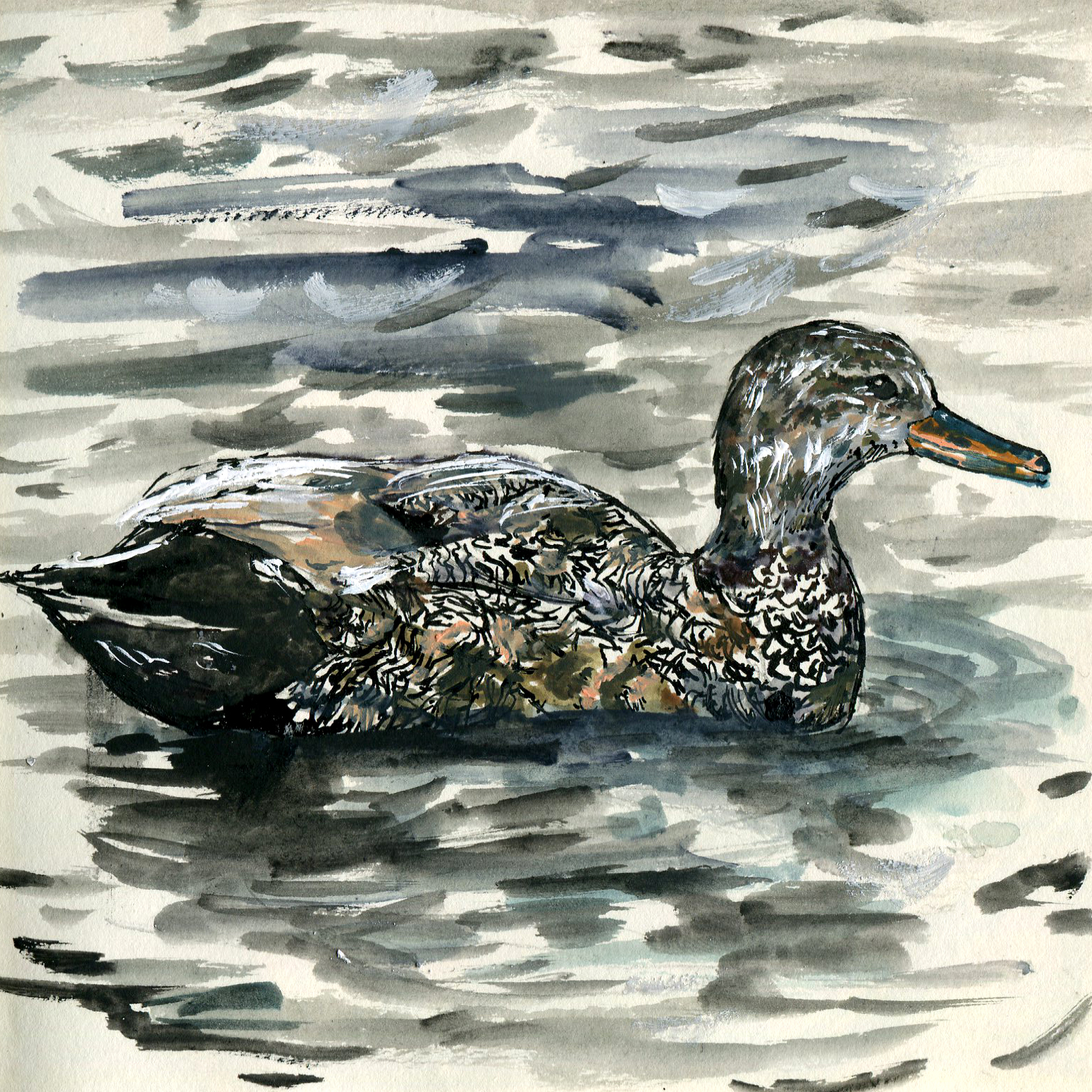 Gadwall.jpg