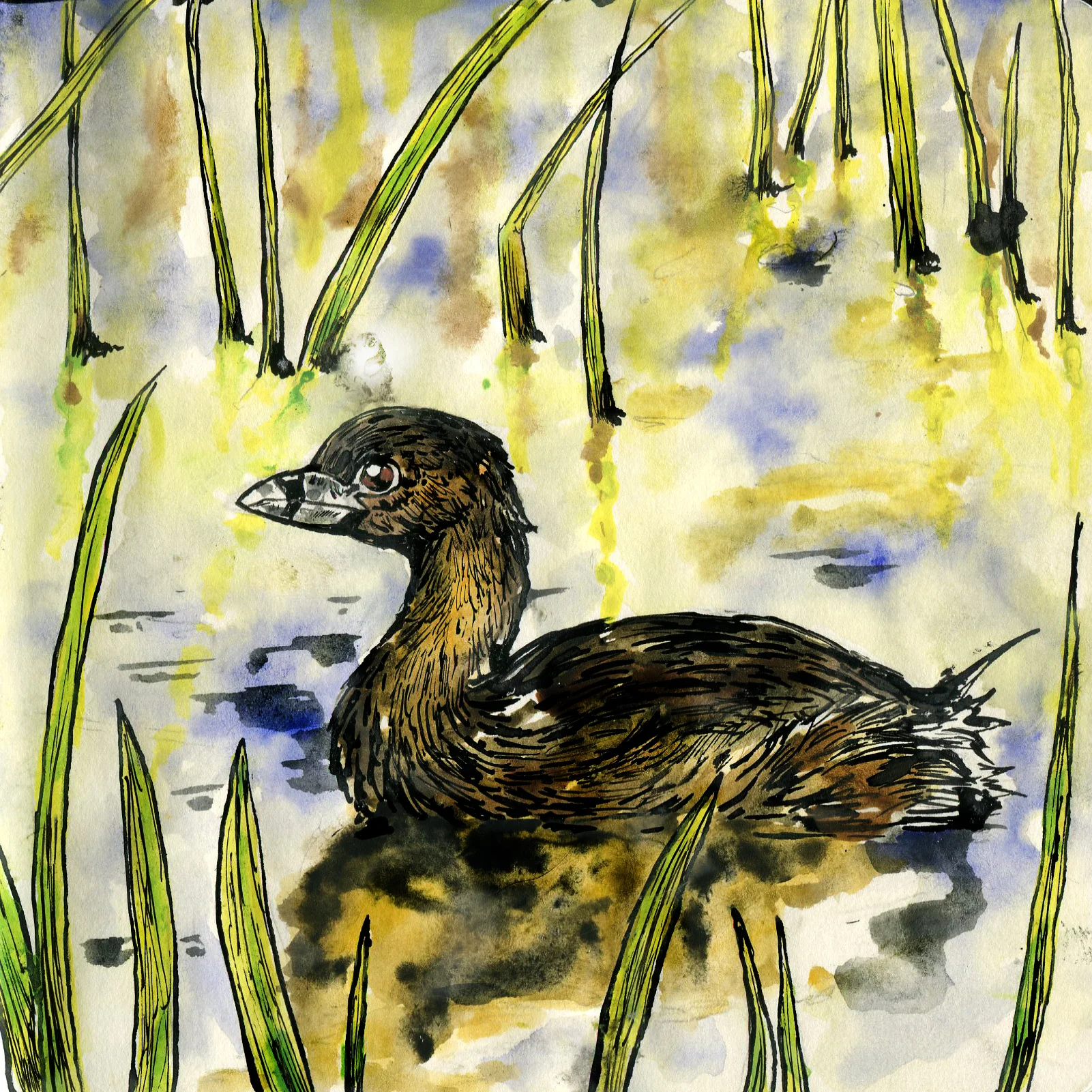 Pied-billed Grebe.jpg