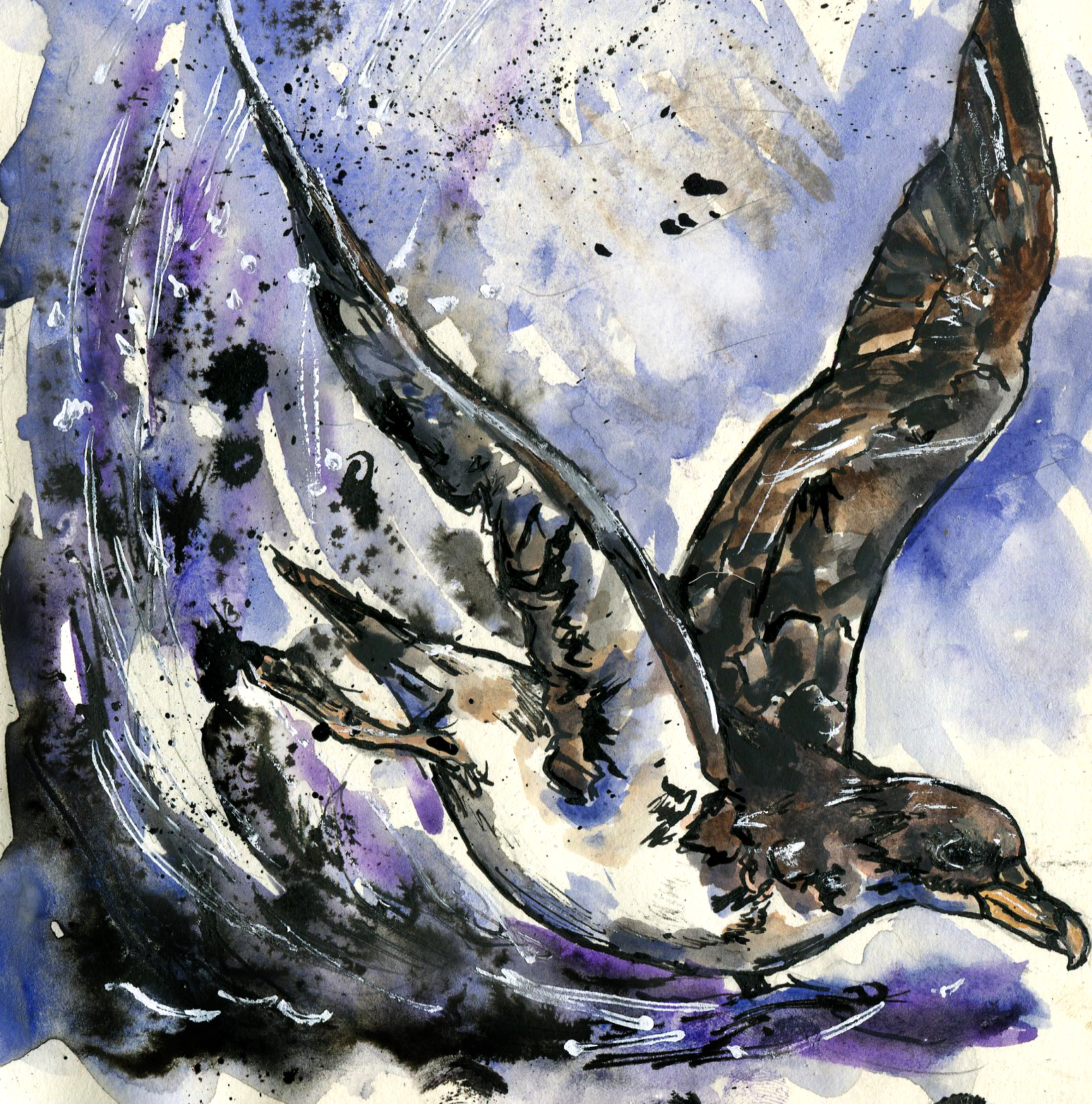 Cory's Shearwater.jpg