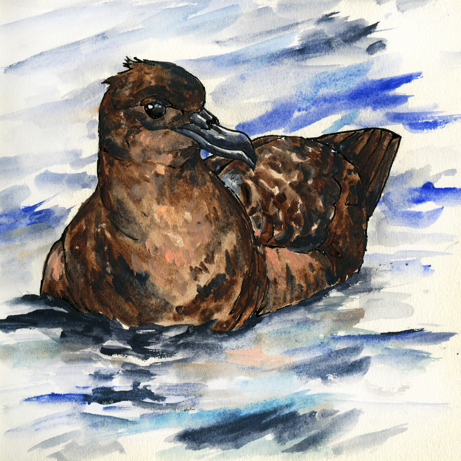 Sooty Shearwater.jpg