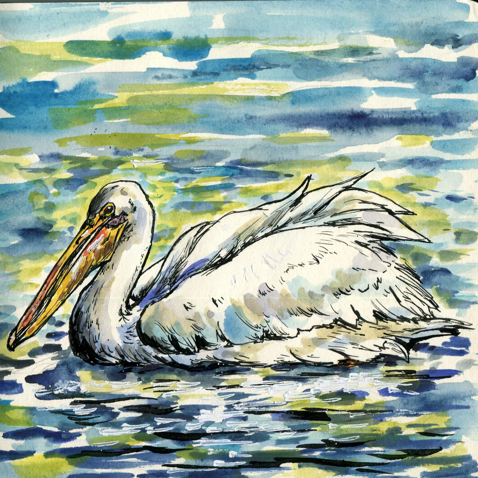 American White Pelican.jpg