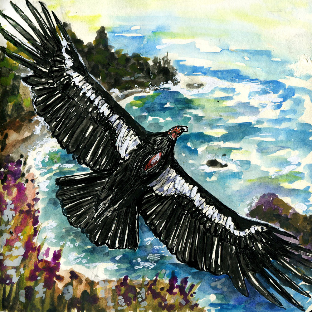 Home - Condor