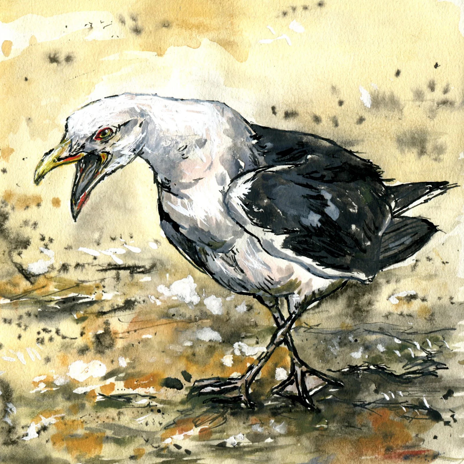 Great Black-backed Gull.jpg