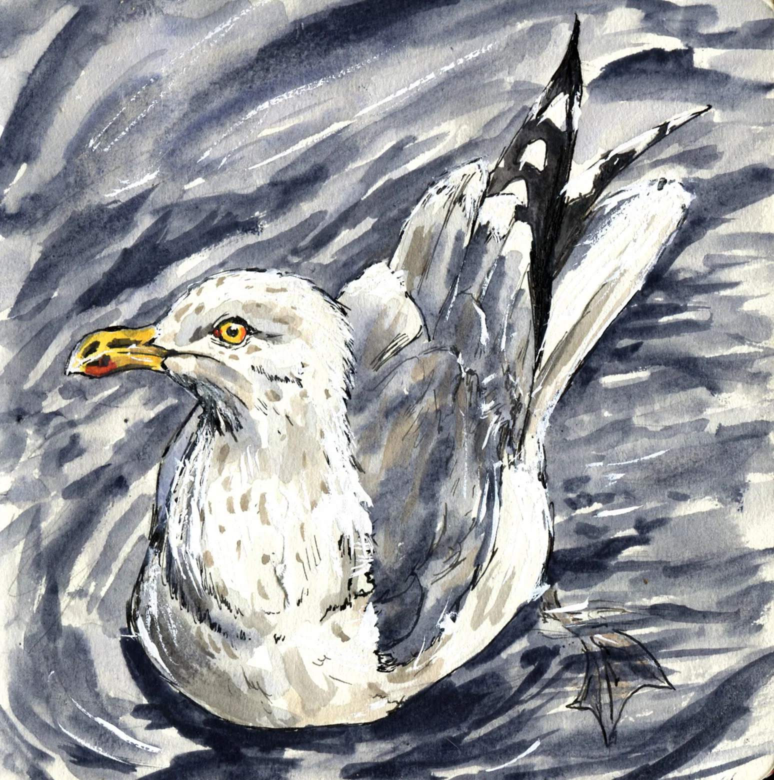 Herring Gull.jpg