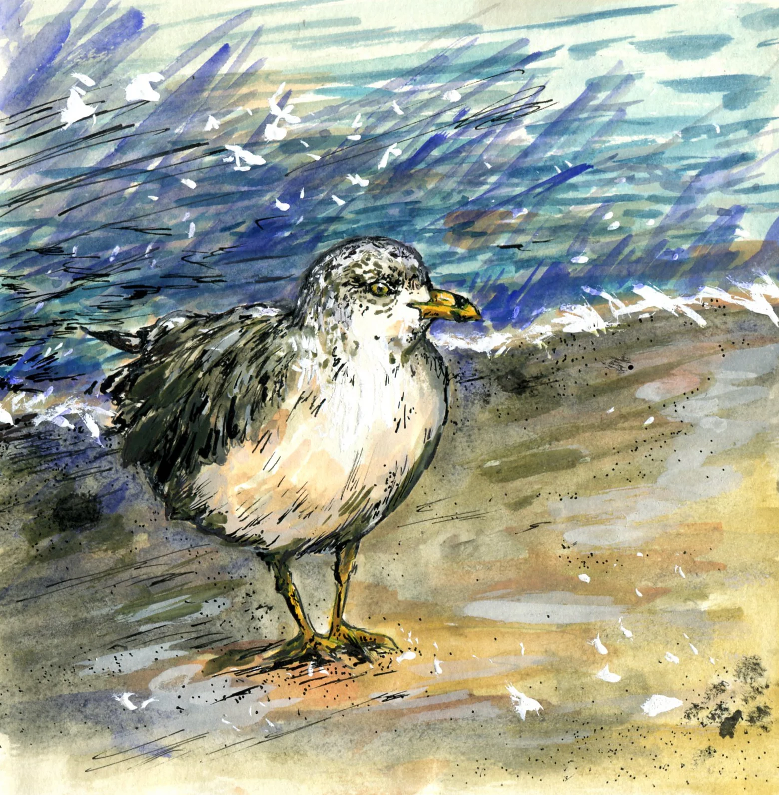 Ring-billed Gull.jpg