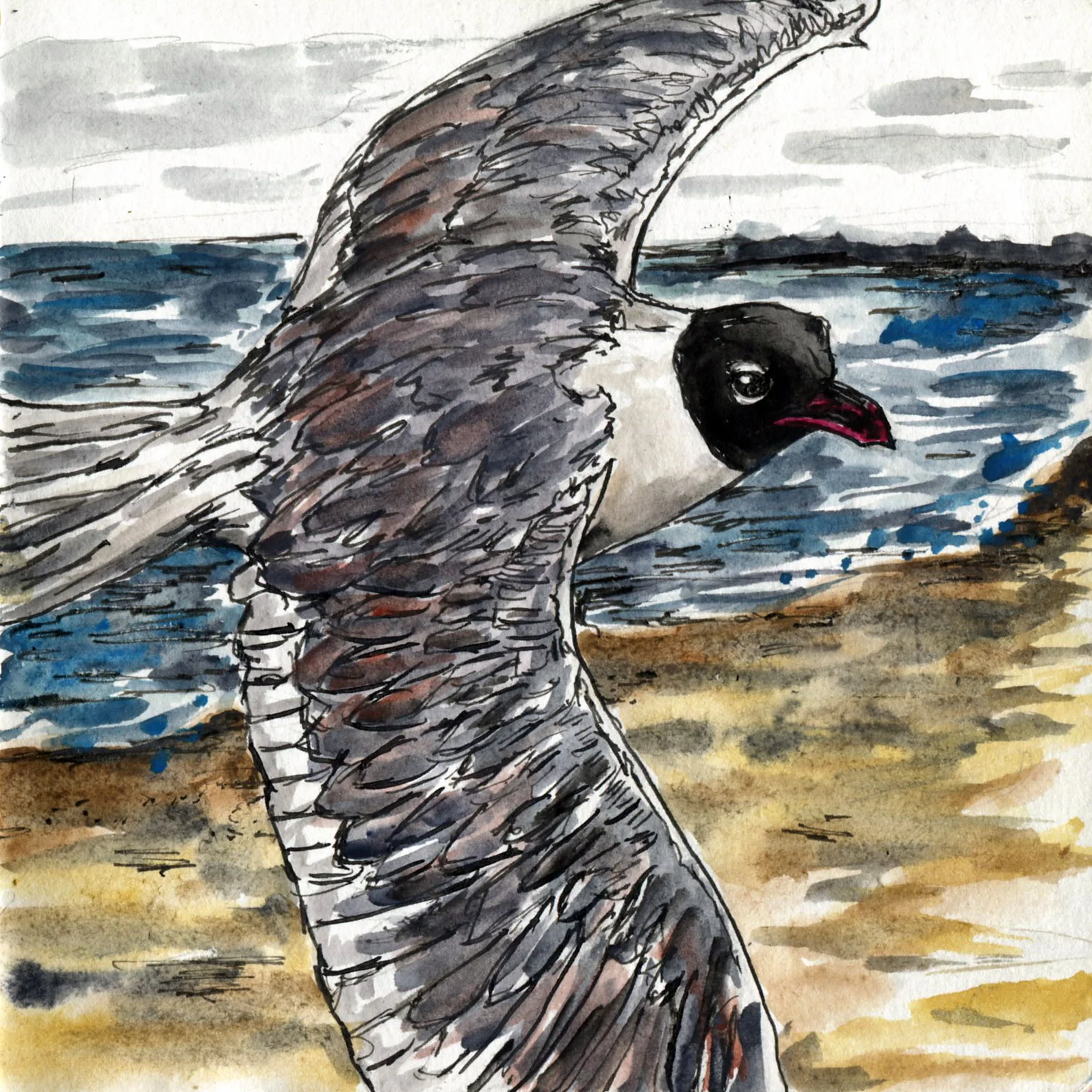 Laughing Gull.jpg