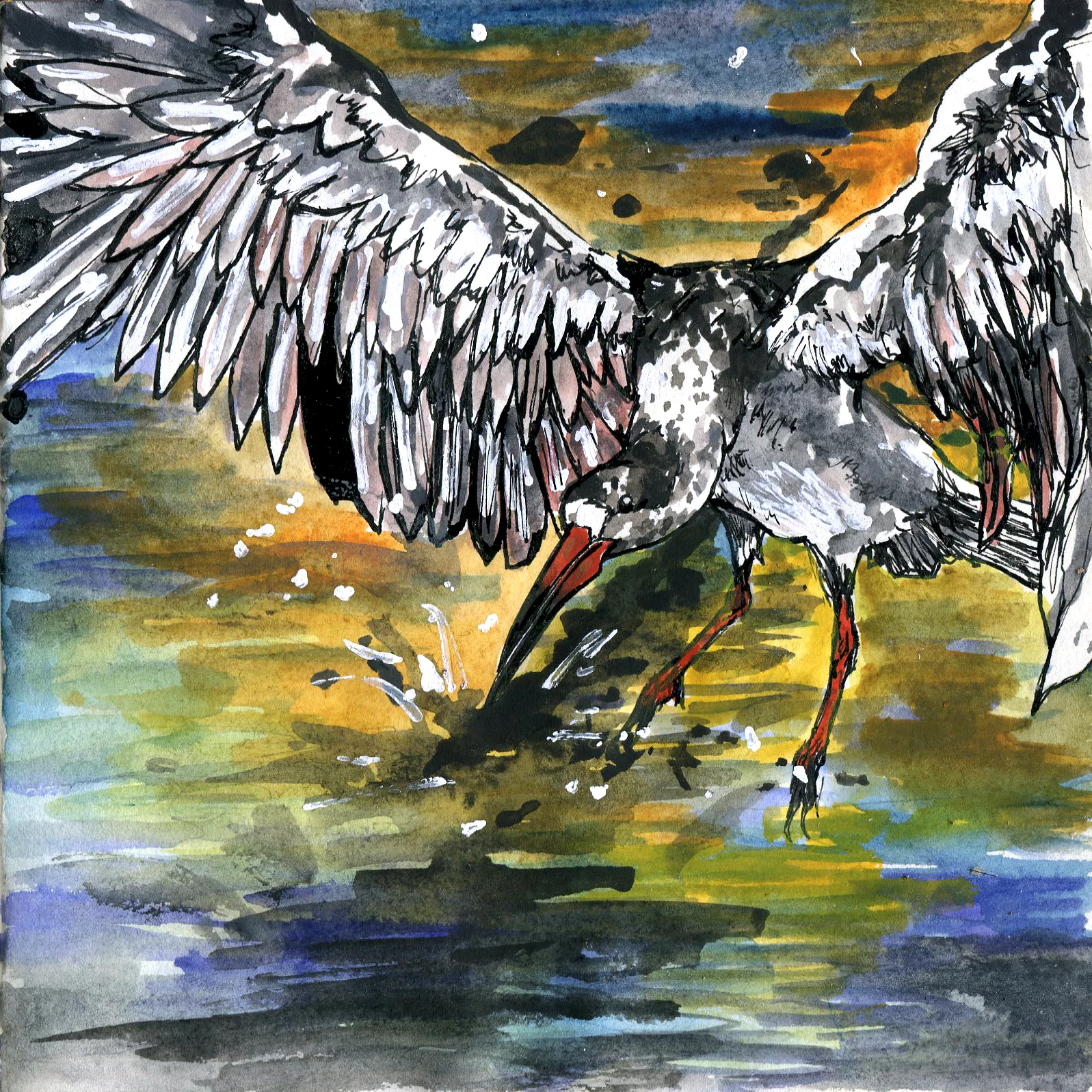 Black Skimmer.jpg