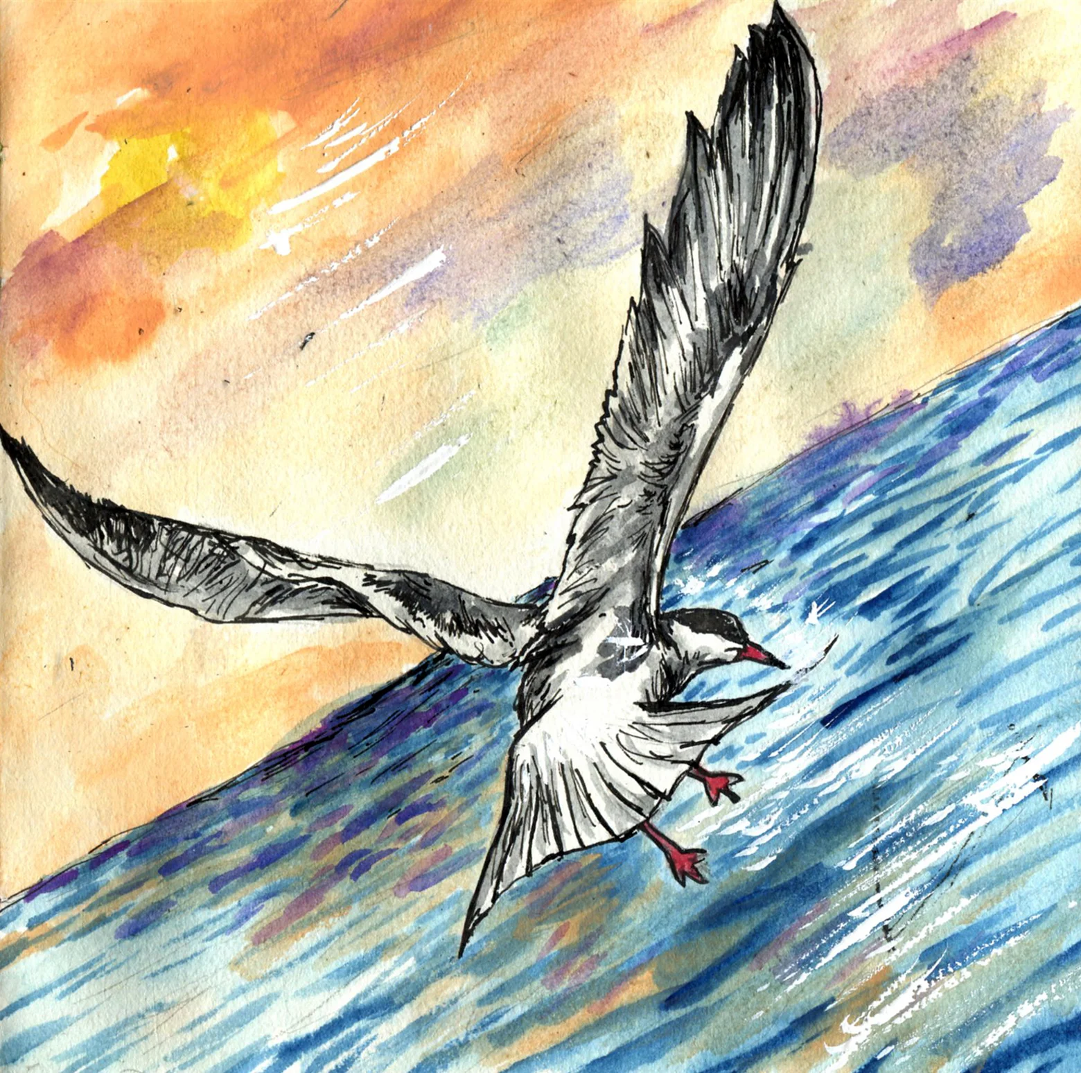 Common Tern.jpg