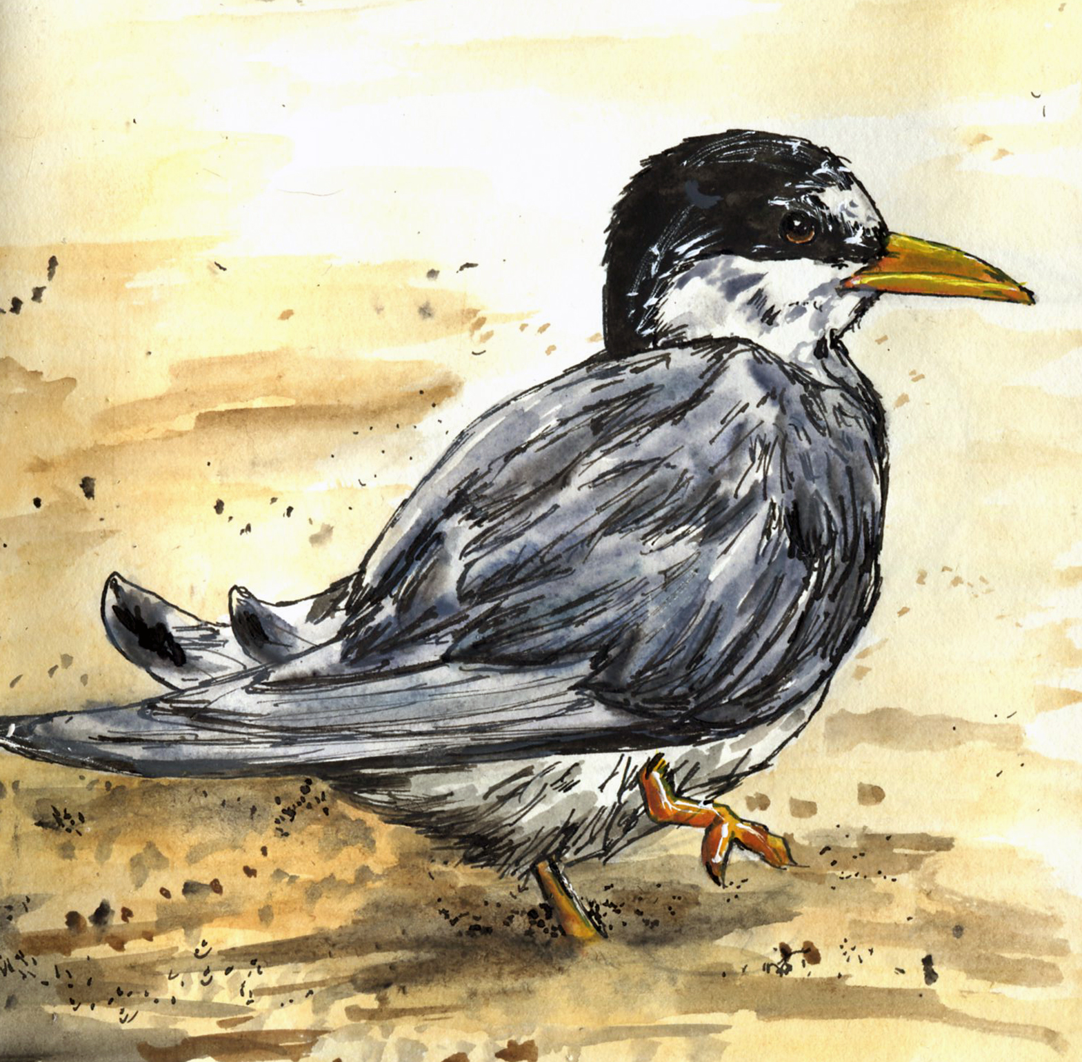 Least Tern.jpg