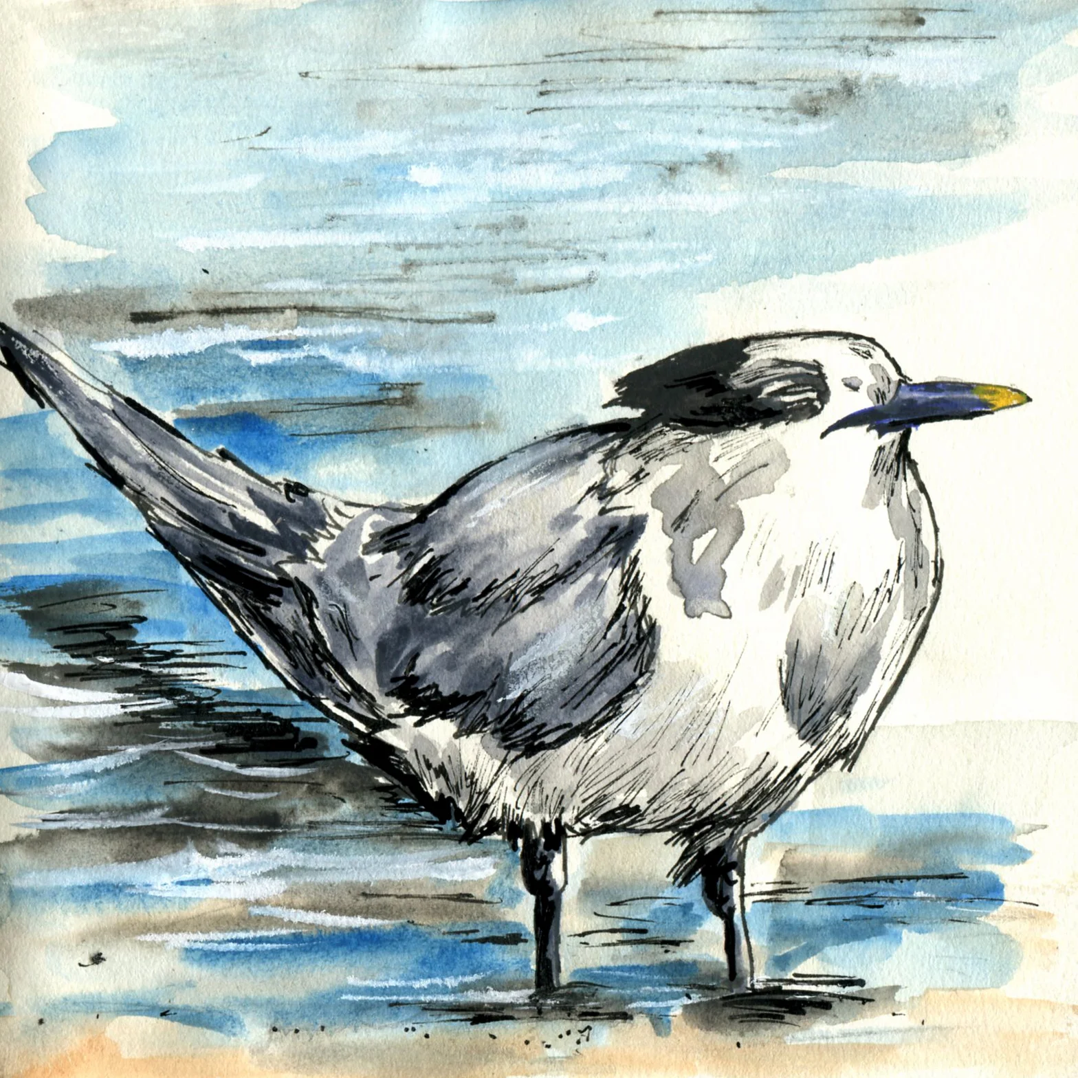 Sandwich Tern.jpg