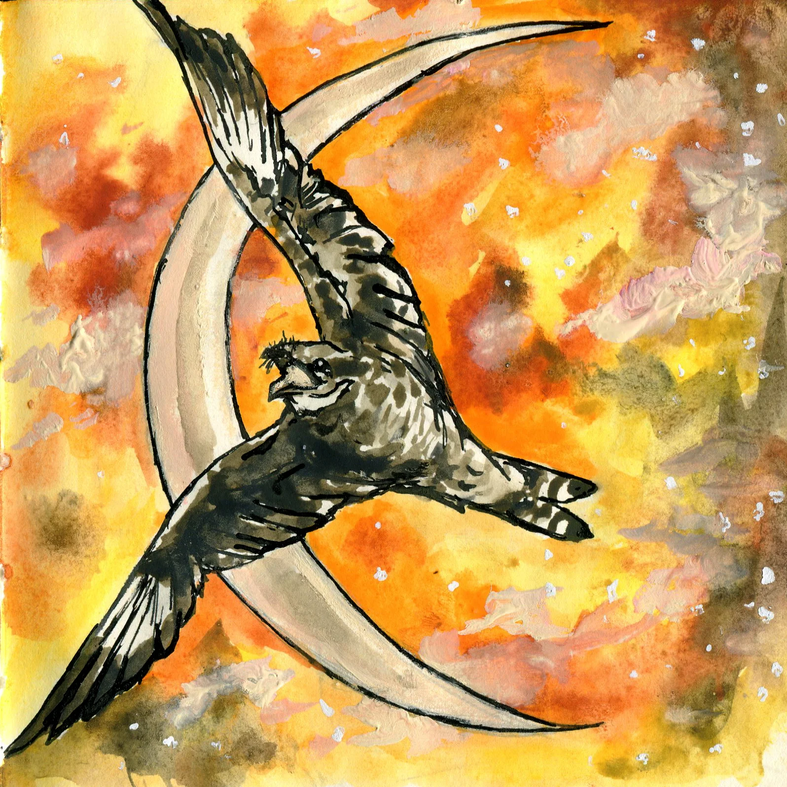 Common Nighthawk.jpg