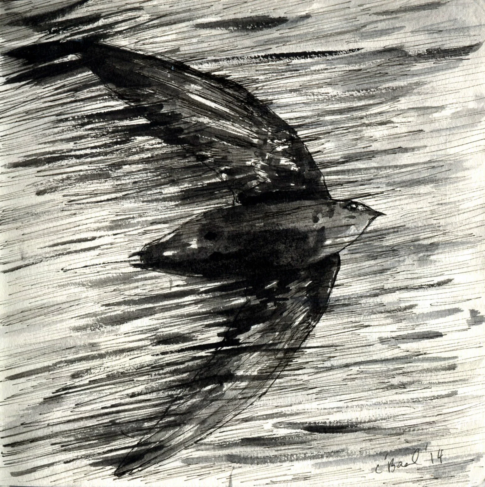 Chimney Swift.jpg