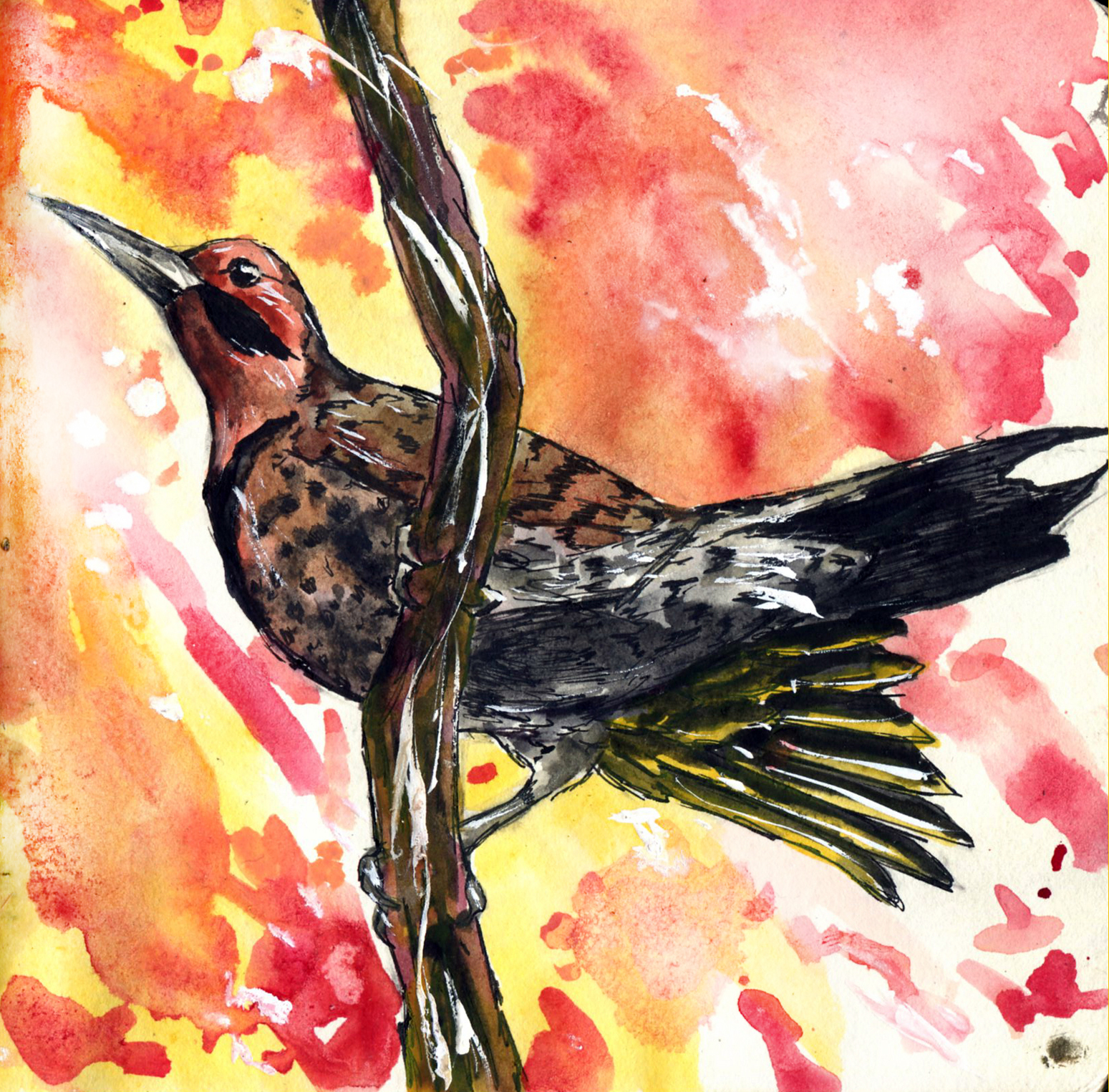 Northern Flicker.jpg