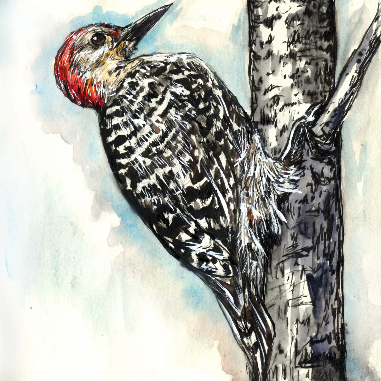 Red-bellied Woodpecker.jpg