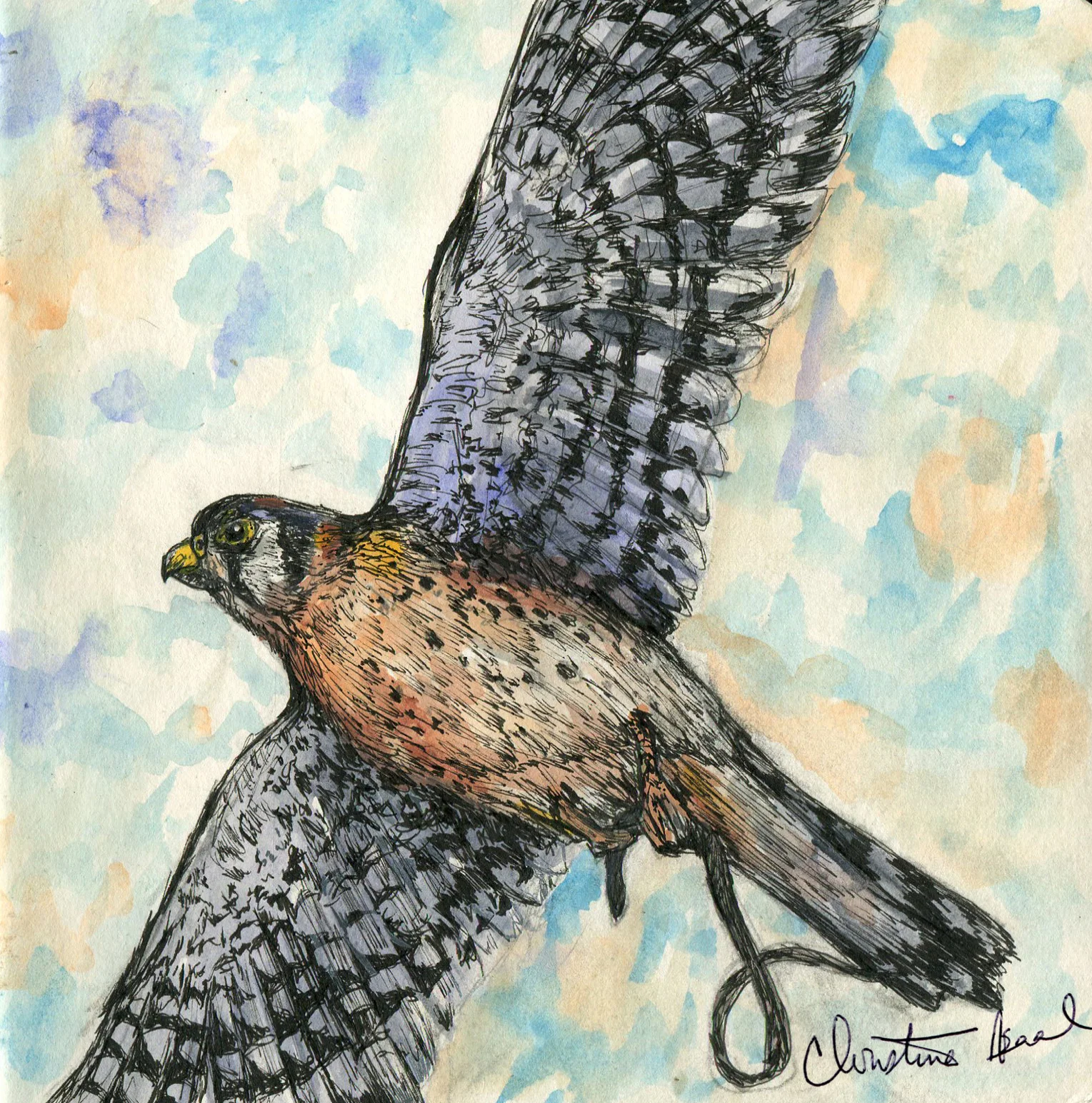 American Kestral.jpg
