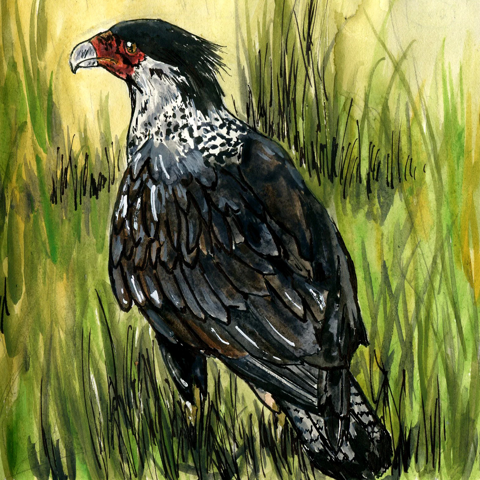 Crested Caracara.jpg