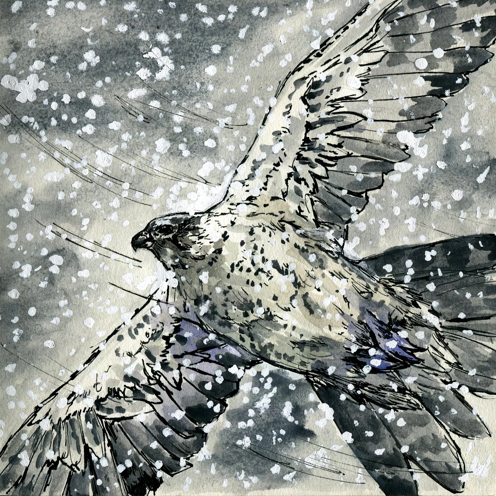 Gyrfalcon.jpg