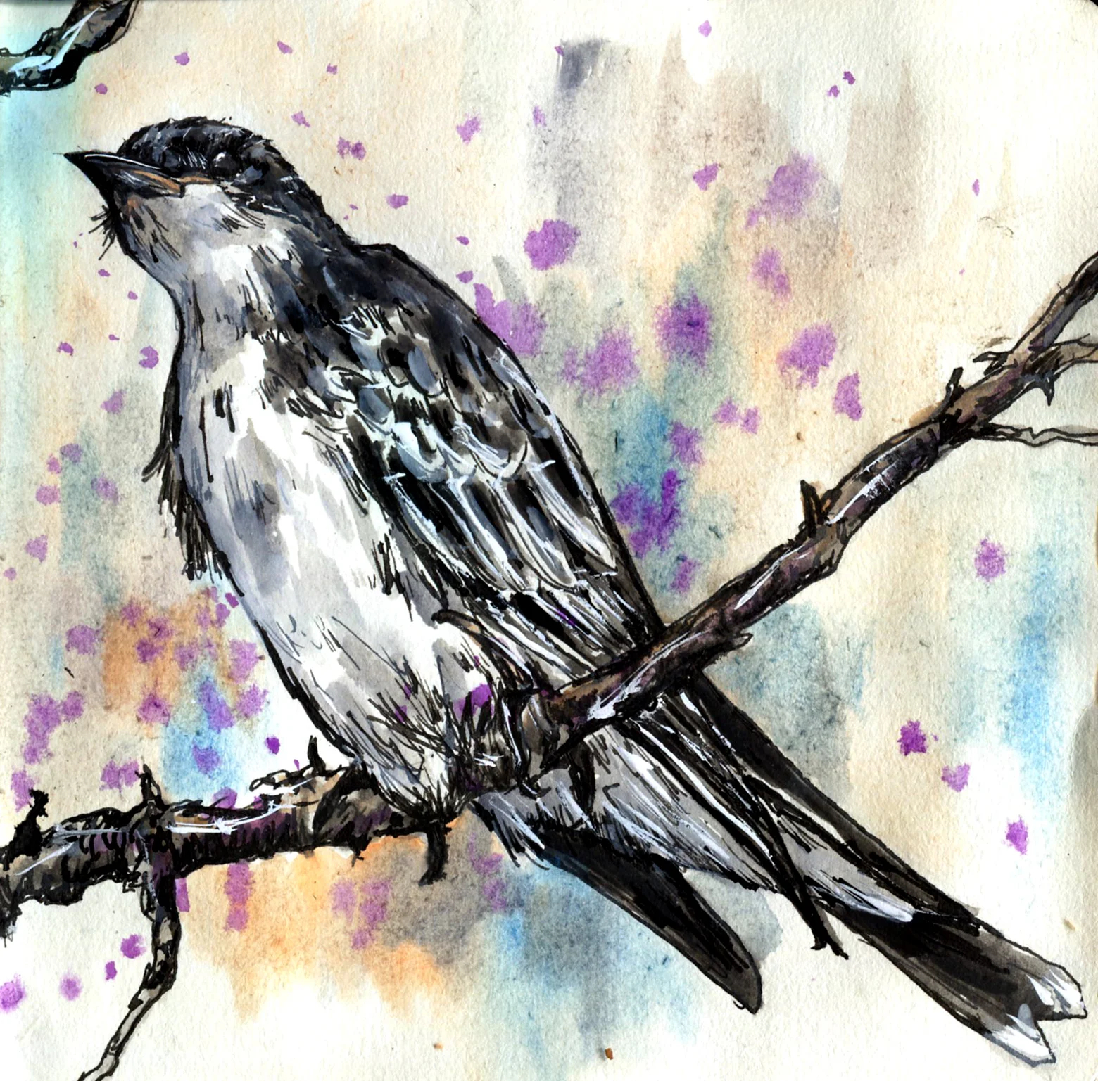 Eastern Kingbird.jpg