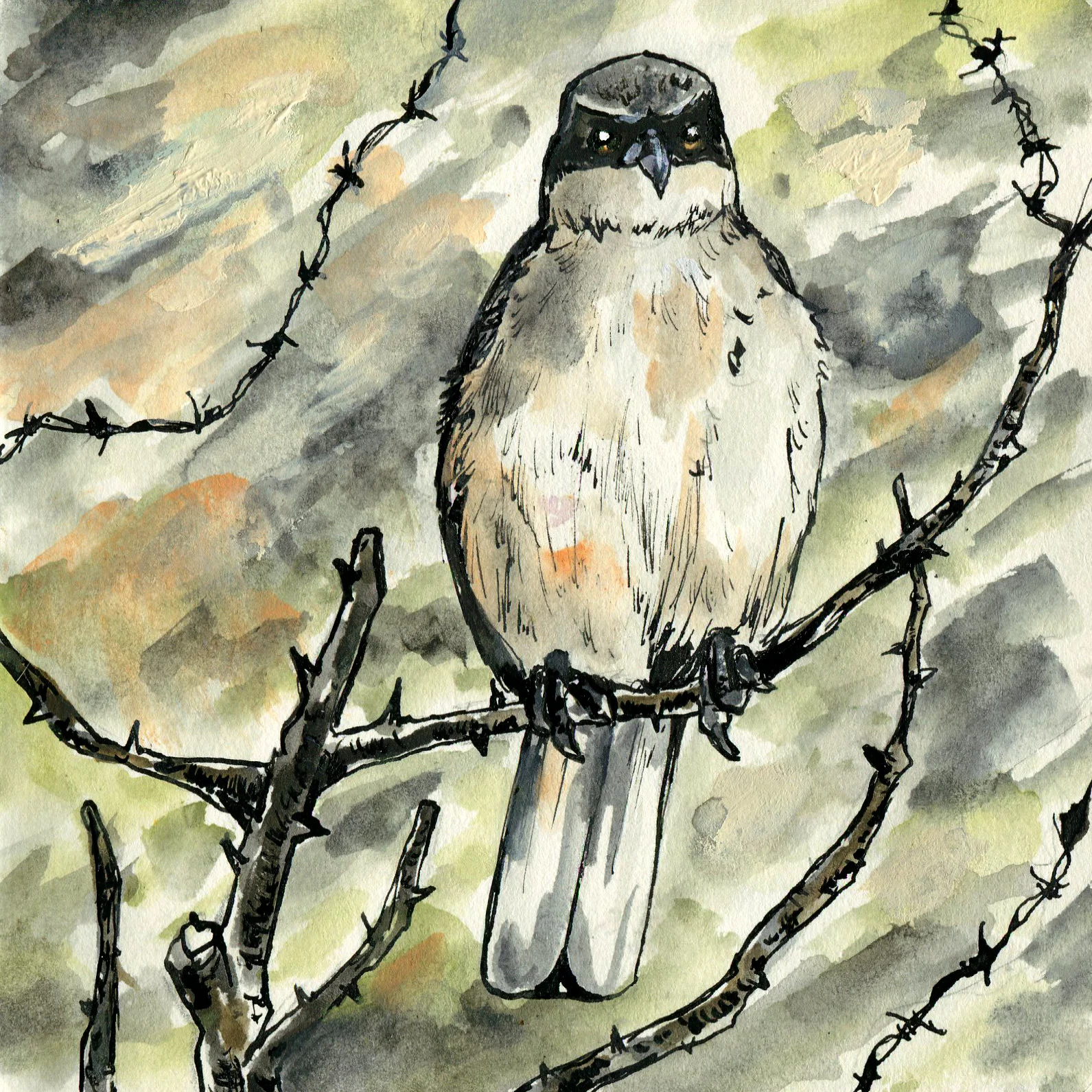 Loggerhead Shrike.jpg