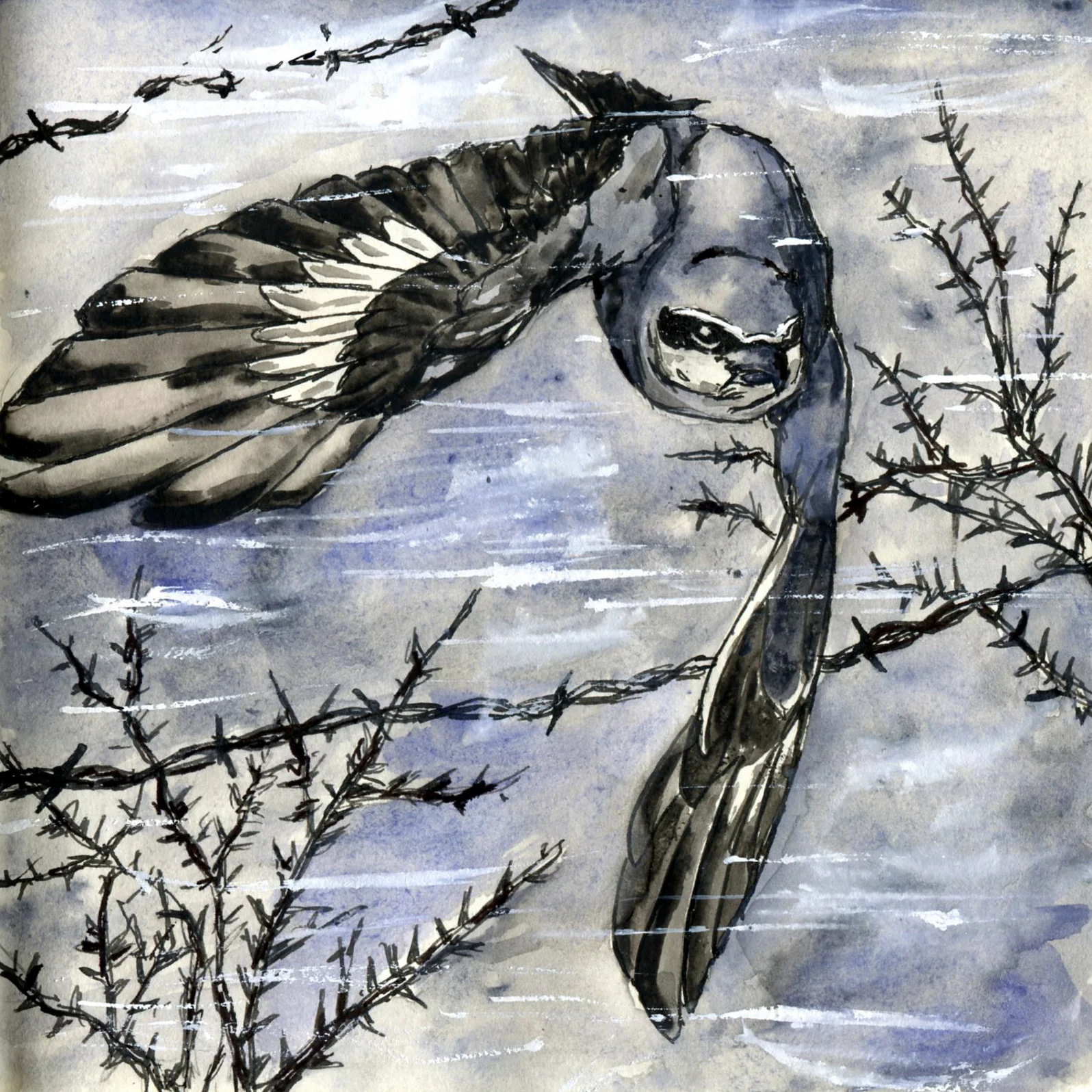 Northern Shrike.jpg