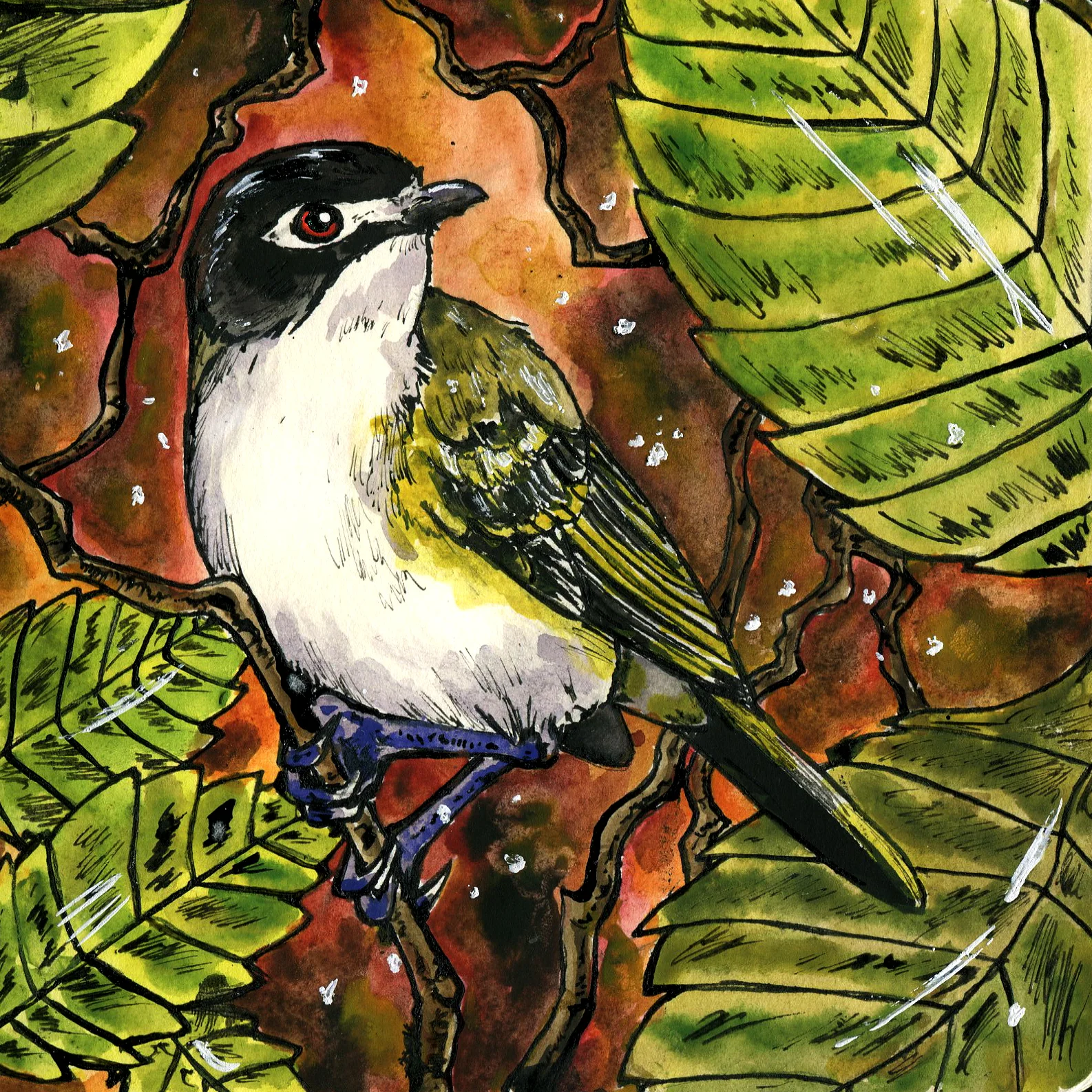 Black-capped Vireo.jpg
