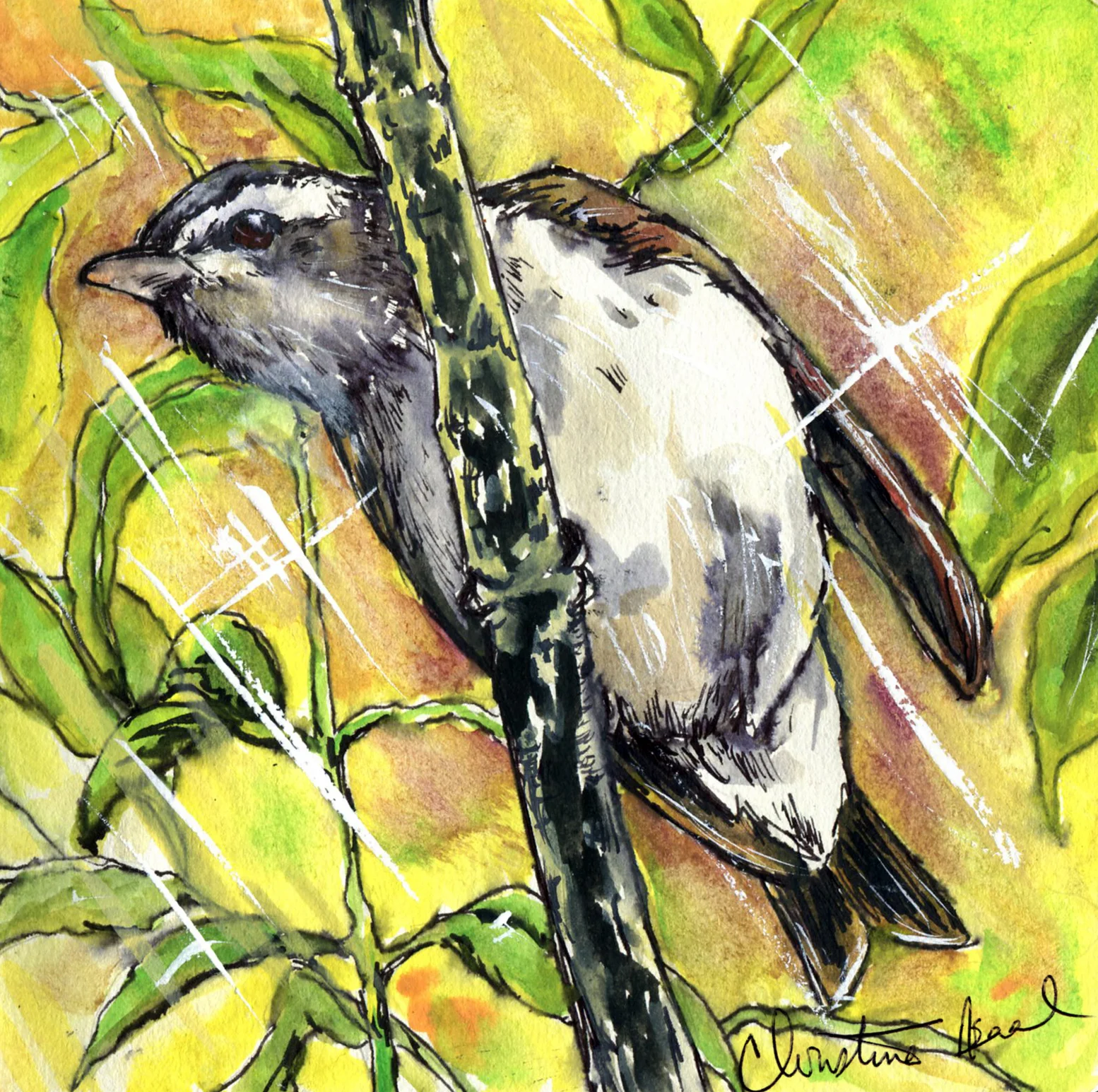 Red-eyed Vireo.jpg