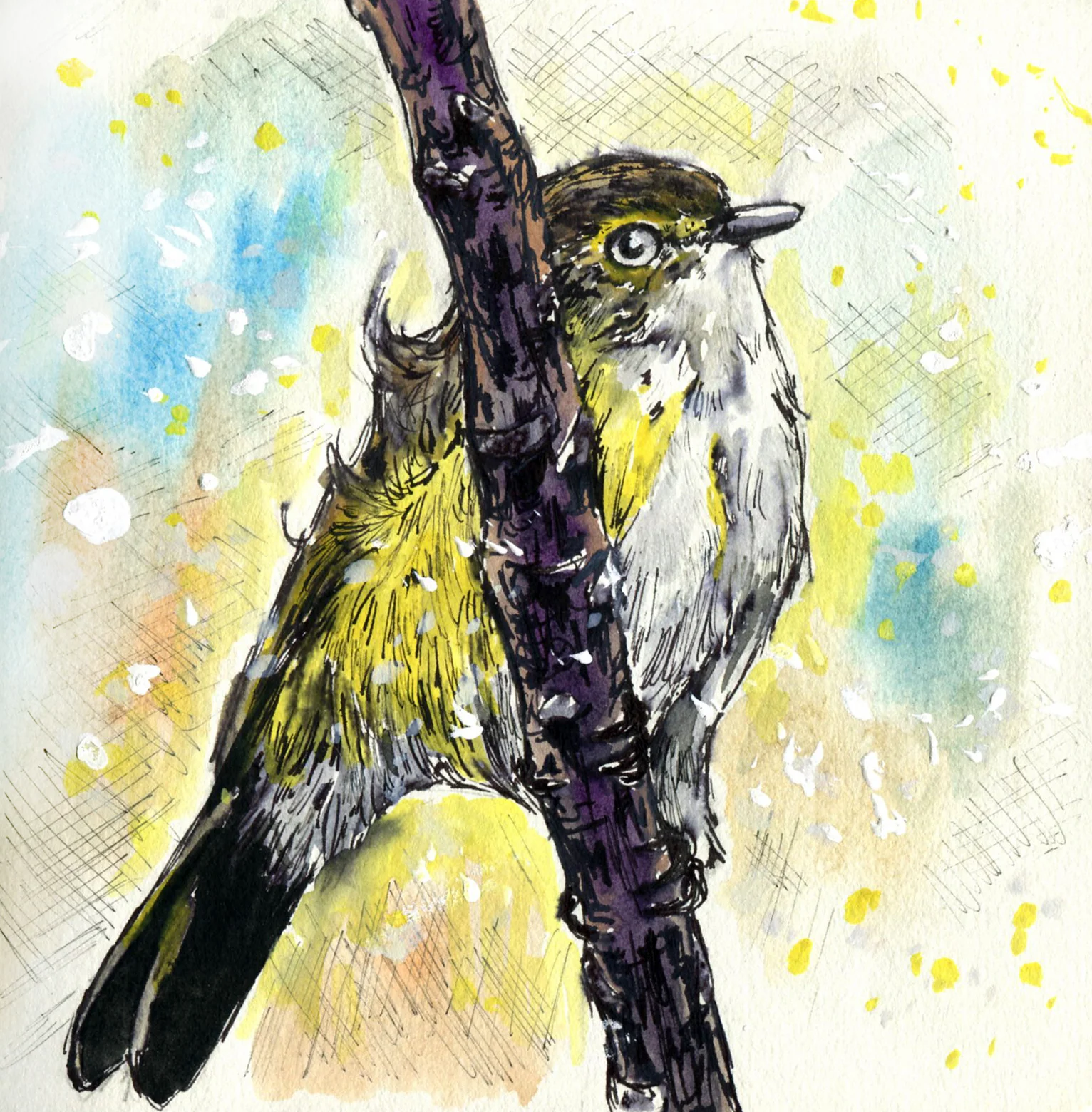 White-eyed Vireo.jpg