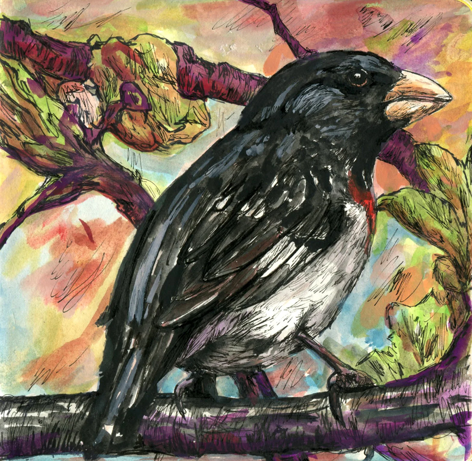 Rose-breasted Grosbeak.jpg