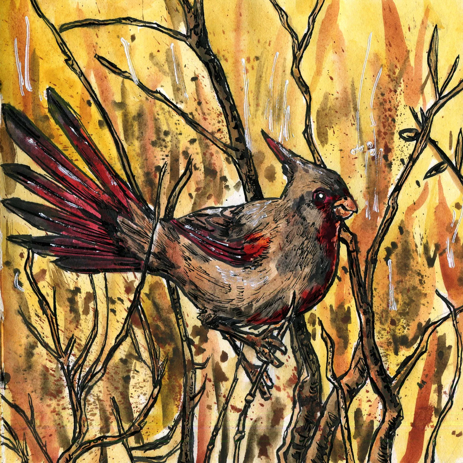 Pyrrhuloxia copy.jpg