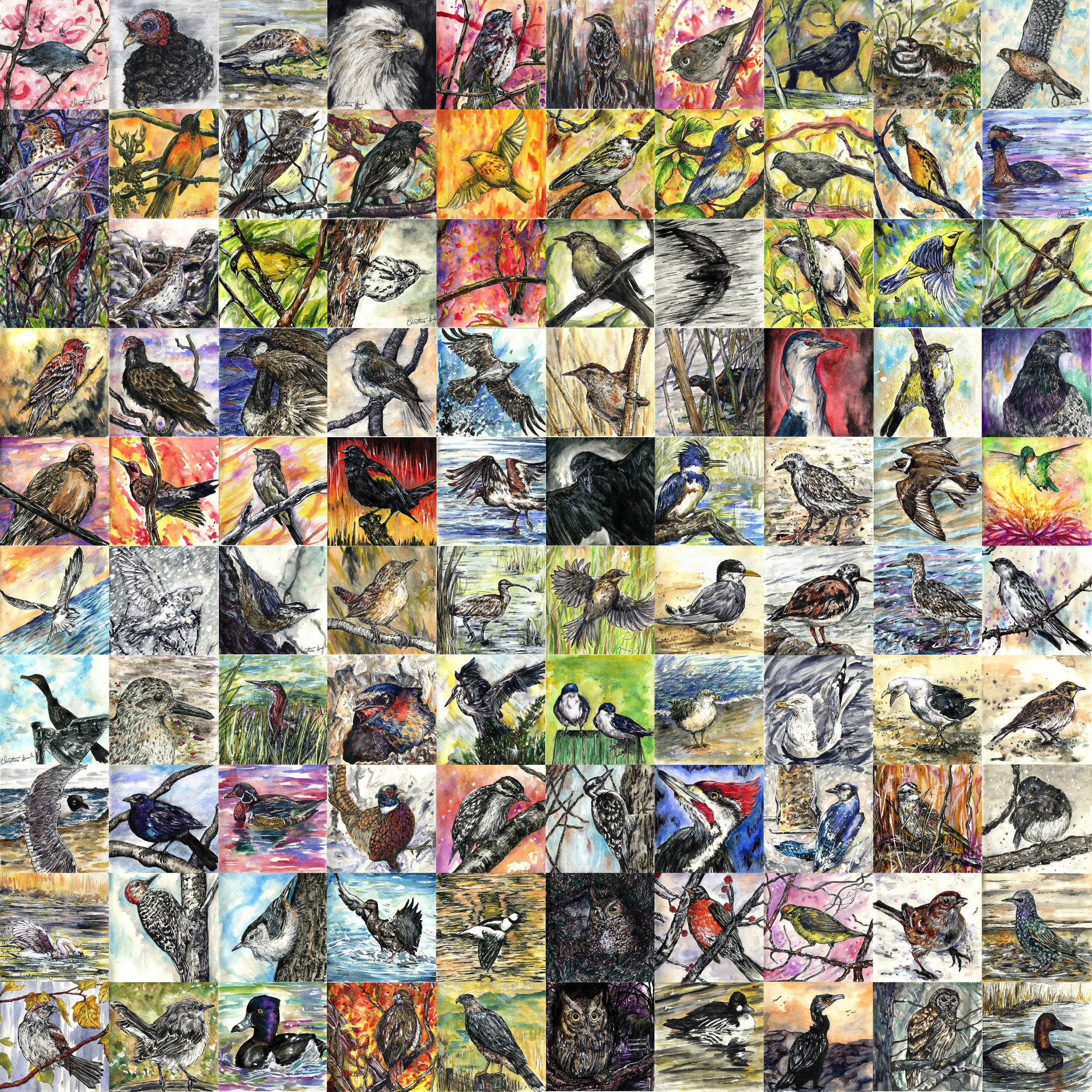 To meet every bird in the world.jpg