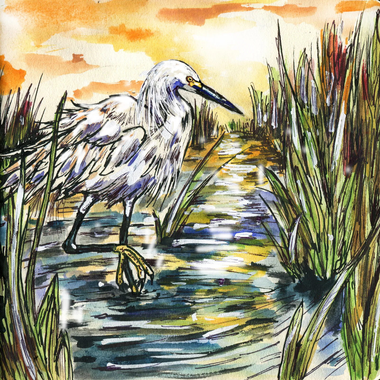 179. Snowy Egret