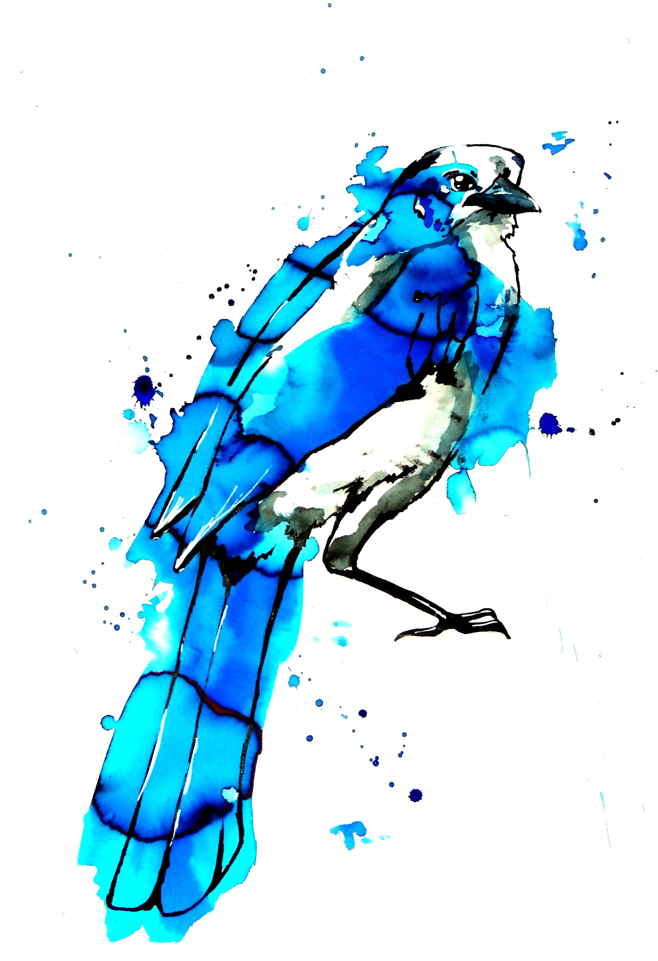 Florida Scrub-Jay.jpg
