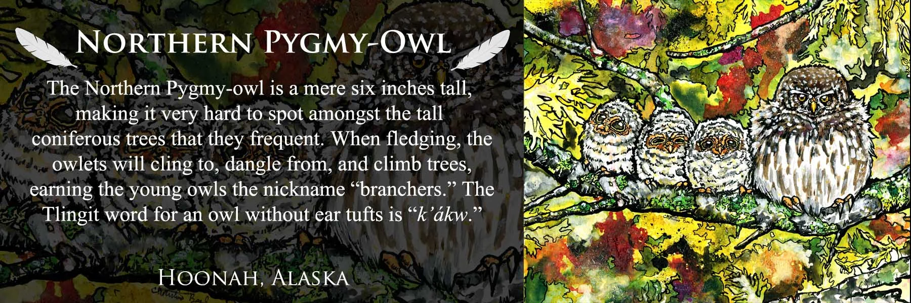 Northern Pygmy-owl.jpg