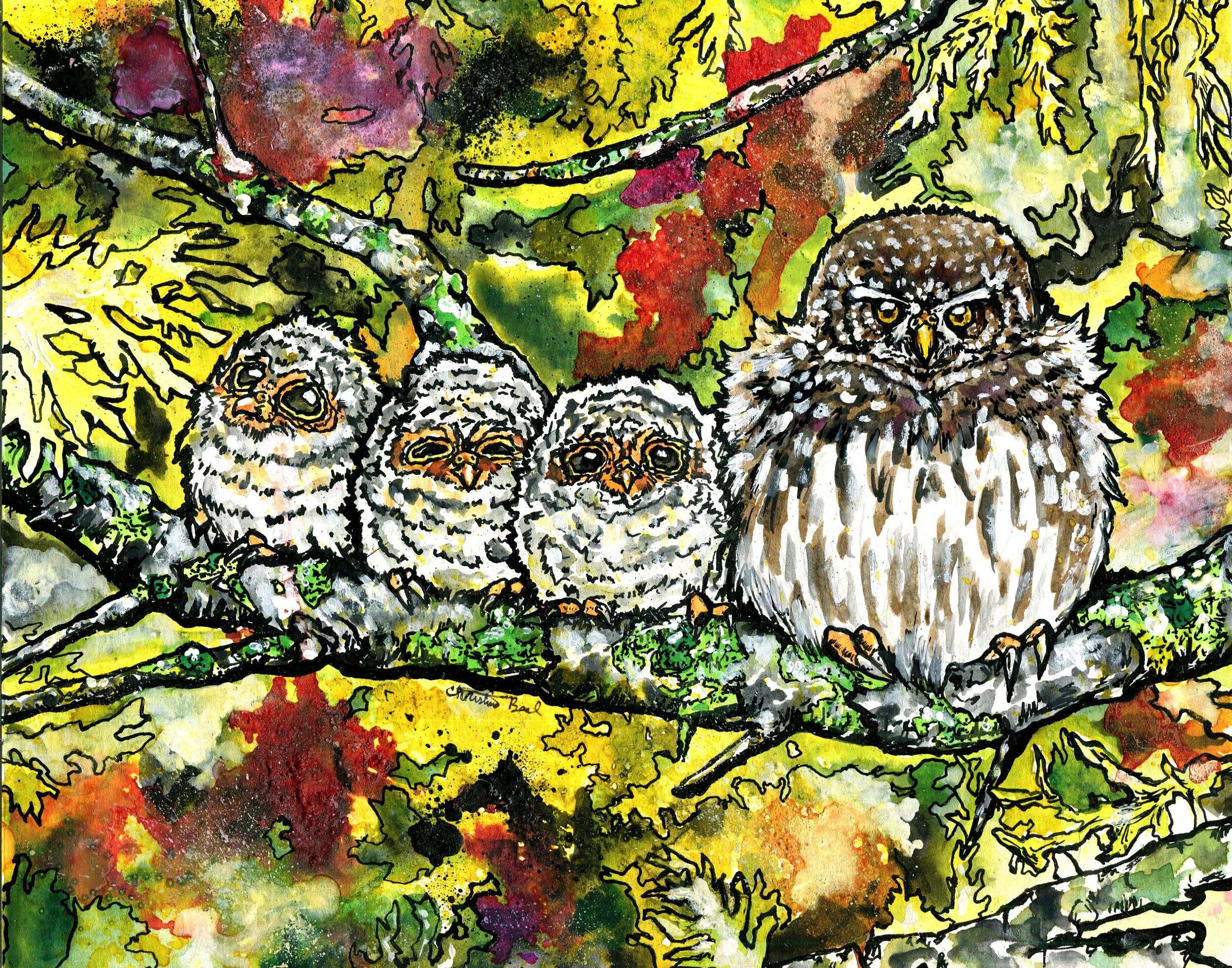 Pygmy Puffballs.jpg