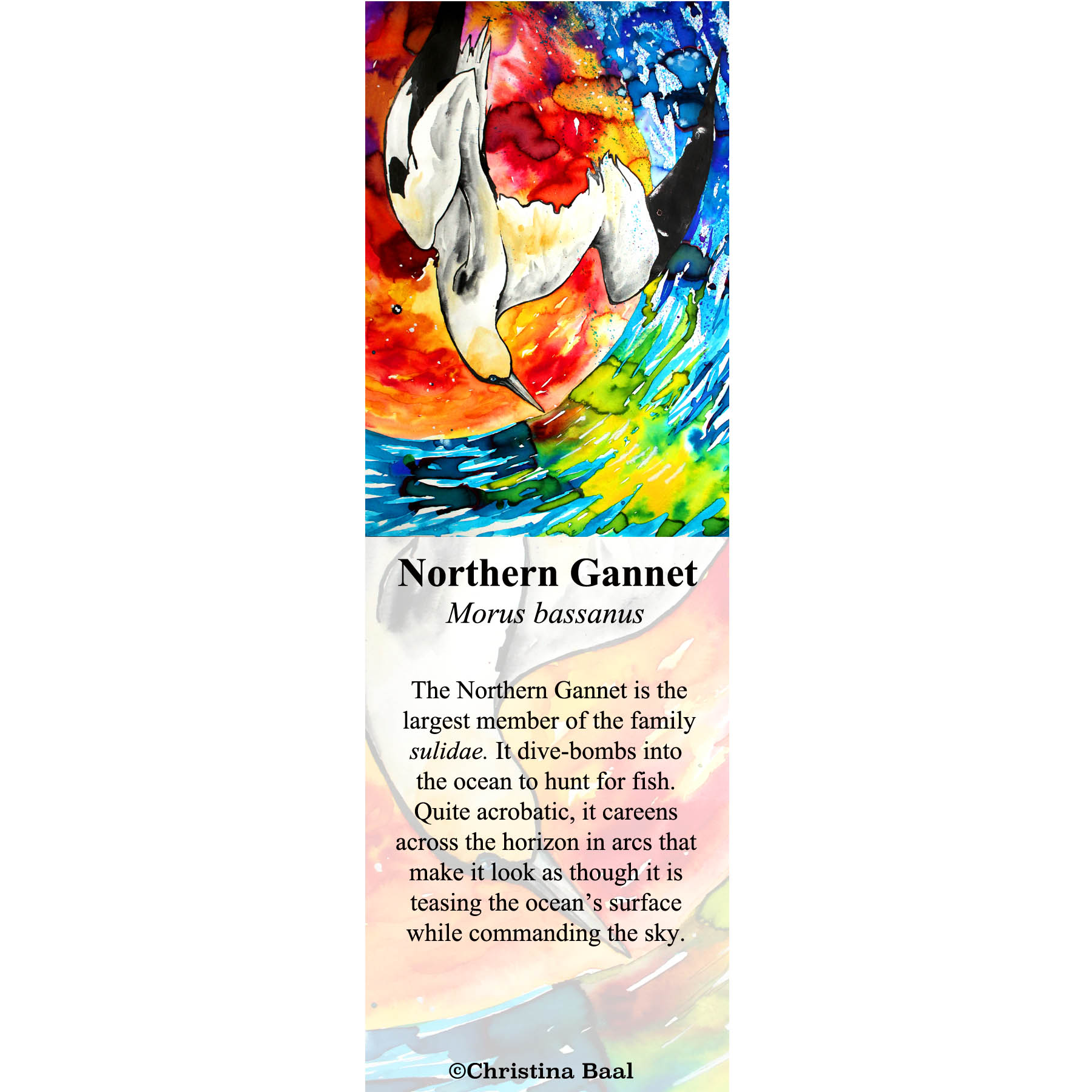 Northern Gannet.jpg