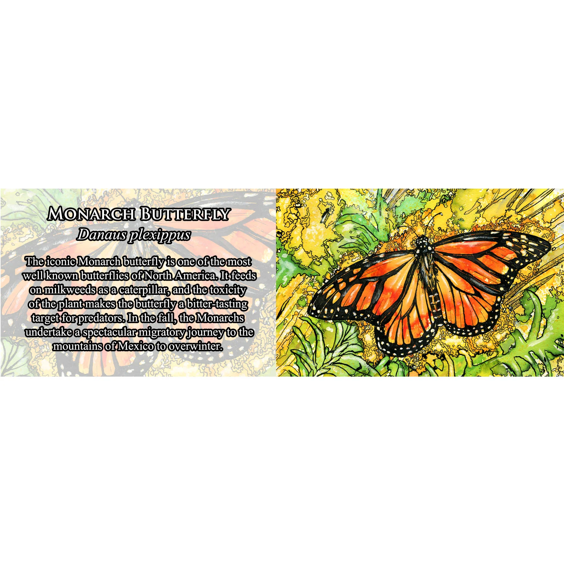Monarch Butterfly.jpg