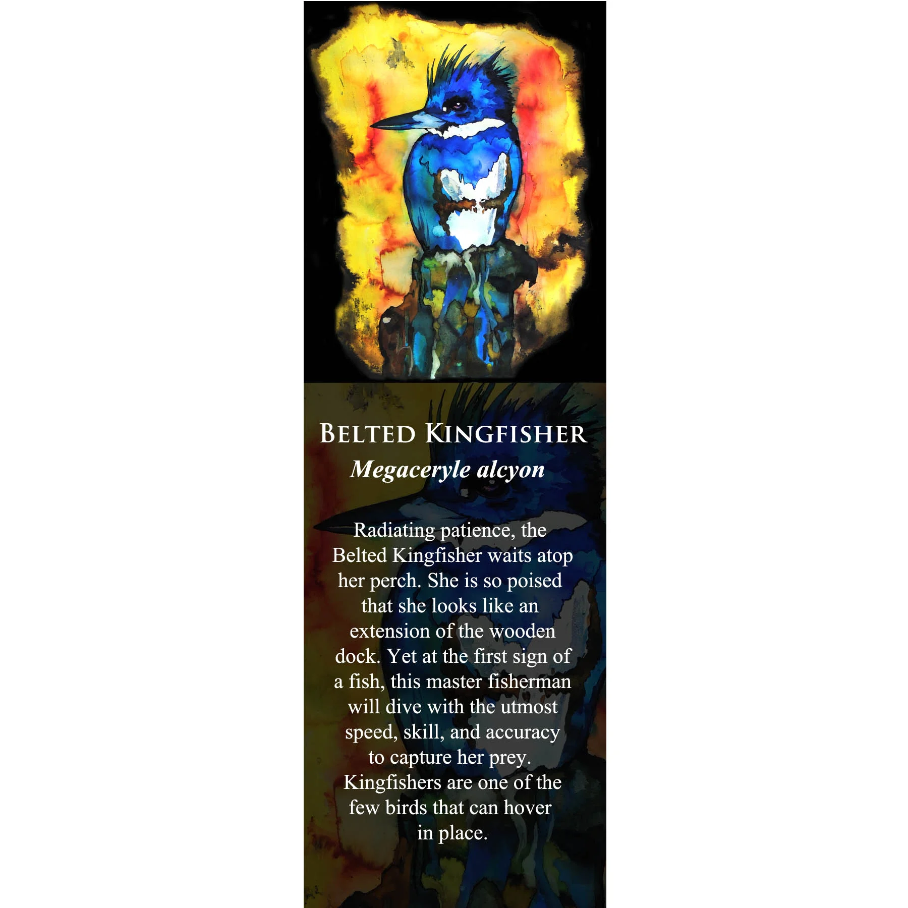Belted Kingfisher.jpg
