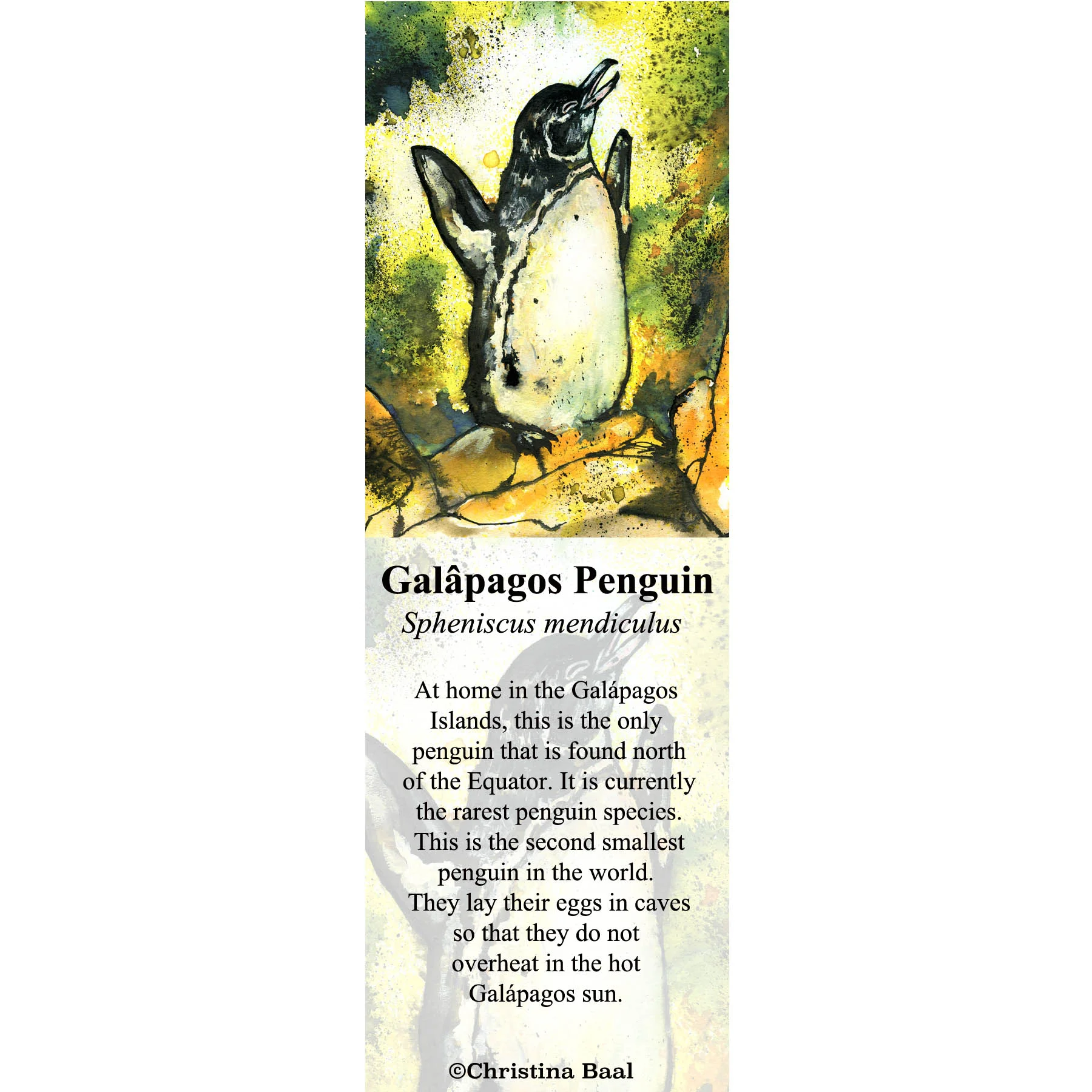 Galapagos Penguin.jpg