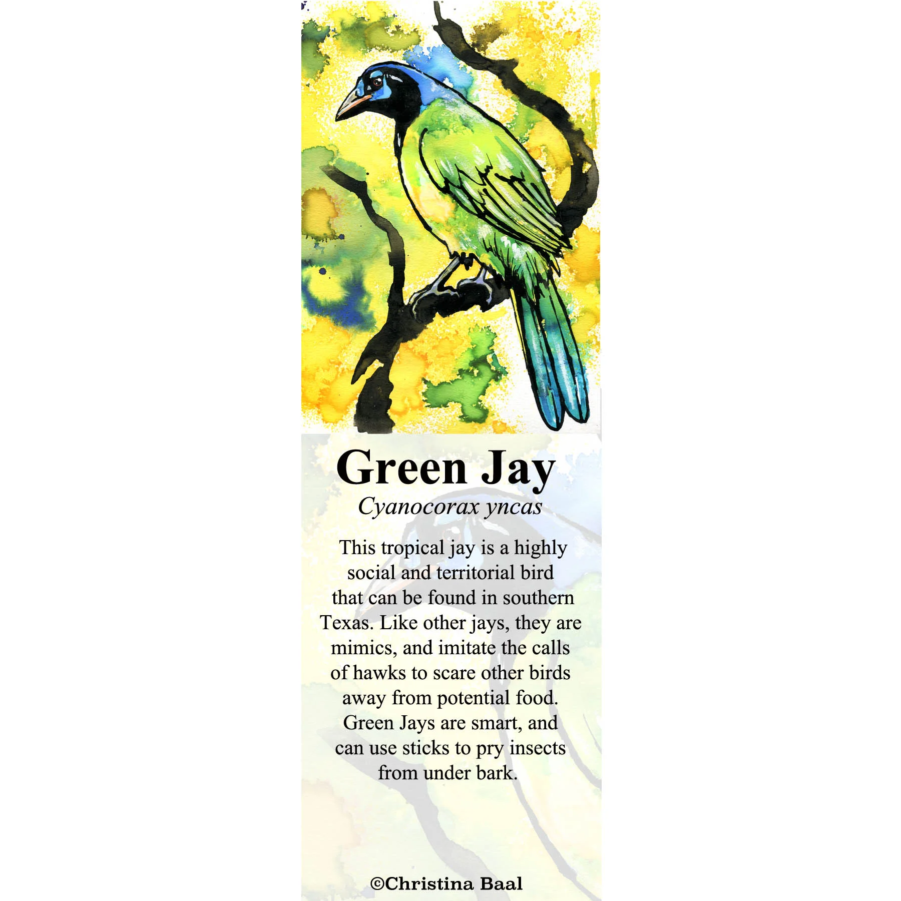 Green Jay.jpg