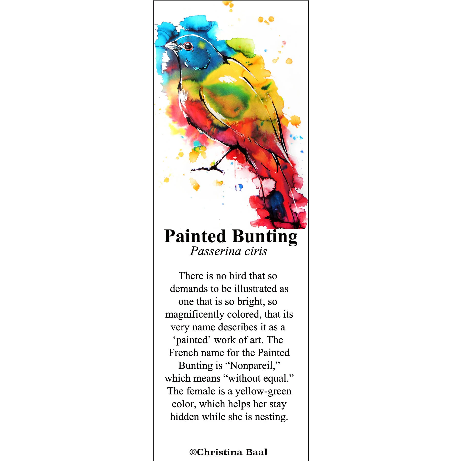 Painted Bunting.jpg