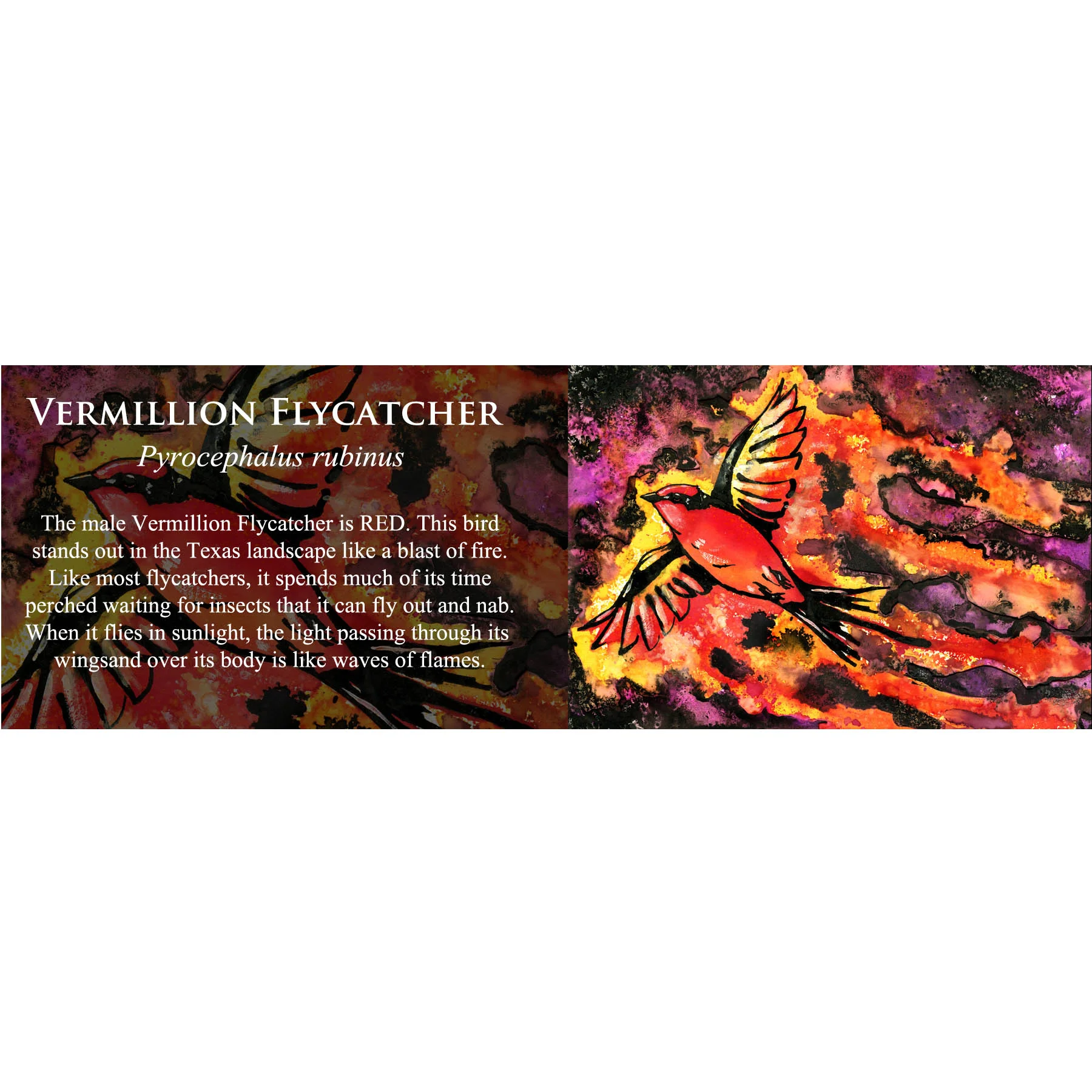 Vermillion Flycatcher.jpg