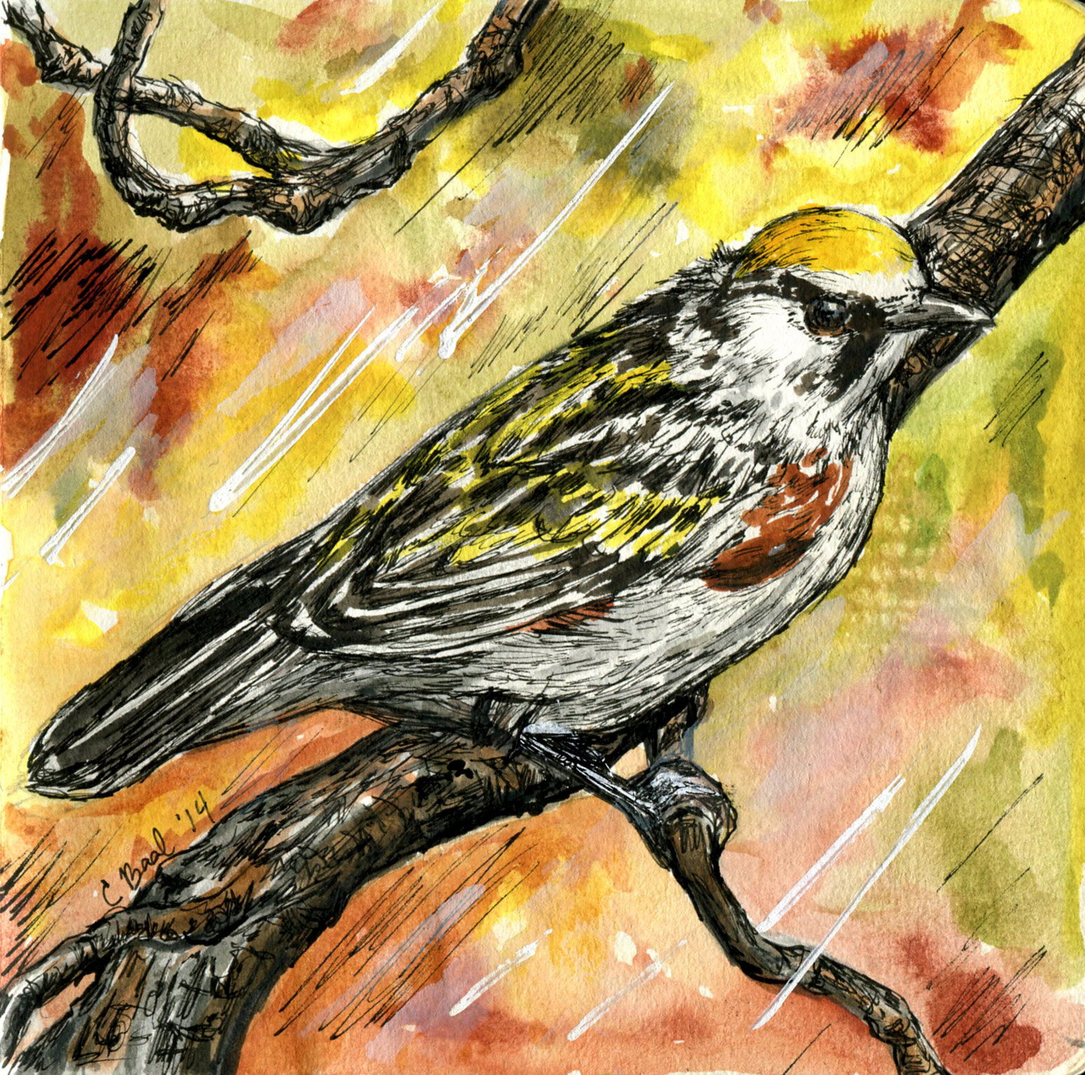 Chestnut-sided Warbler