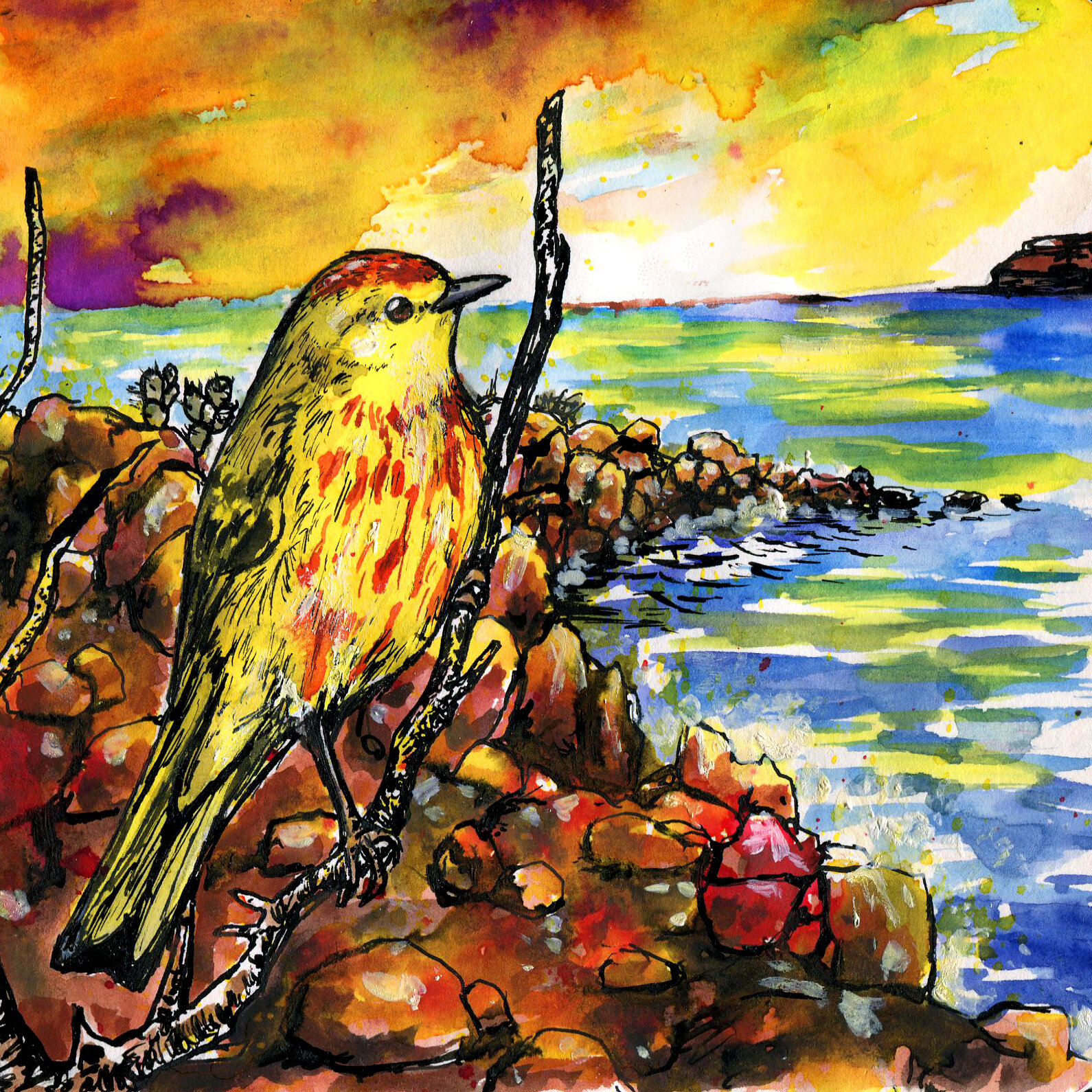 Galápagos Yellow Warbler